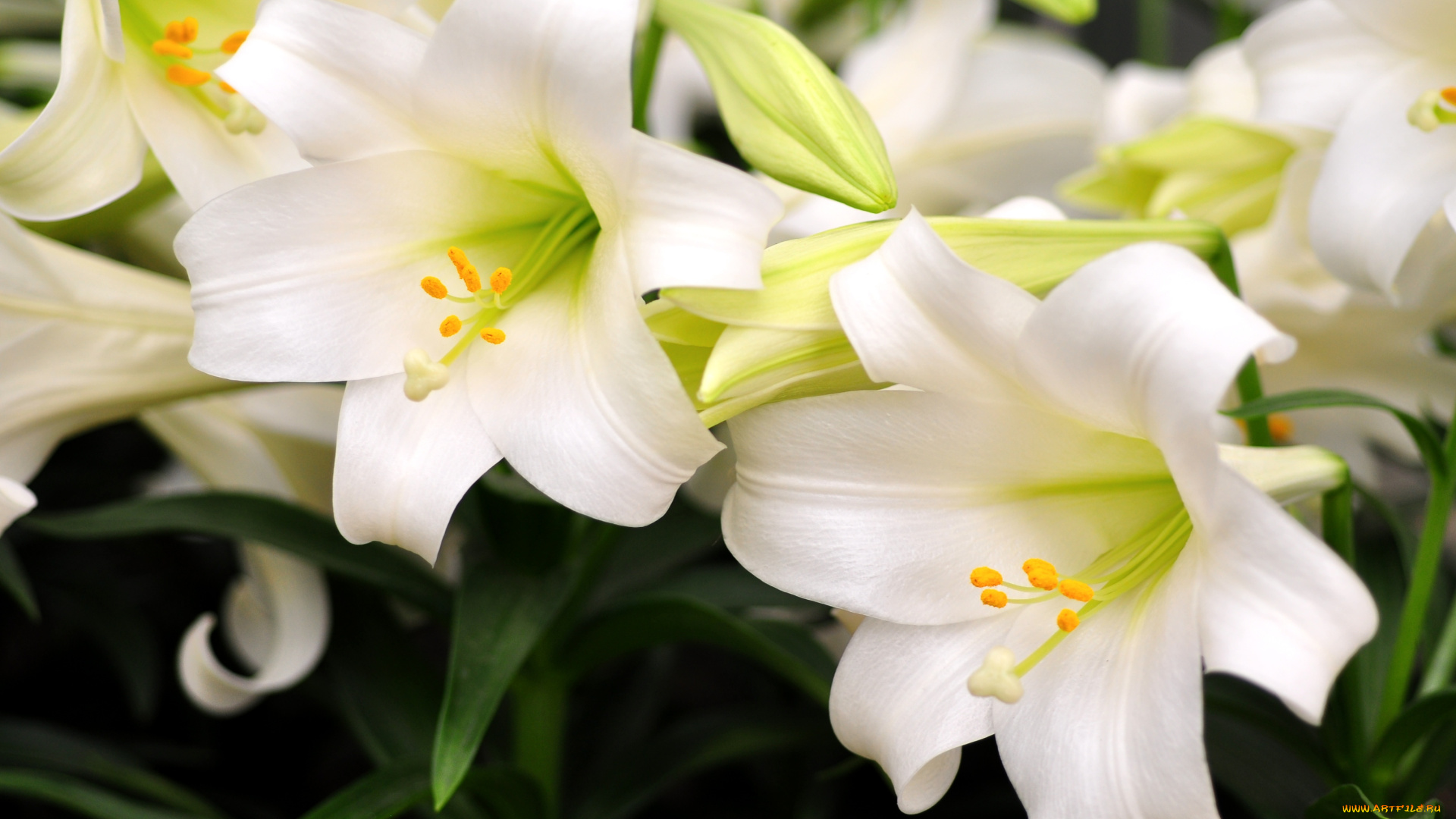 цветы, лилии, лилейники, белый