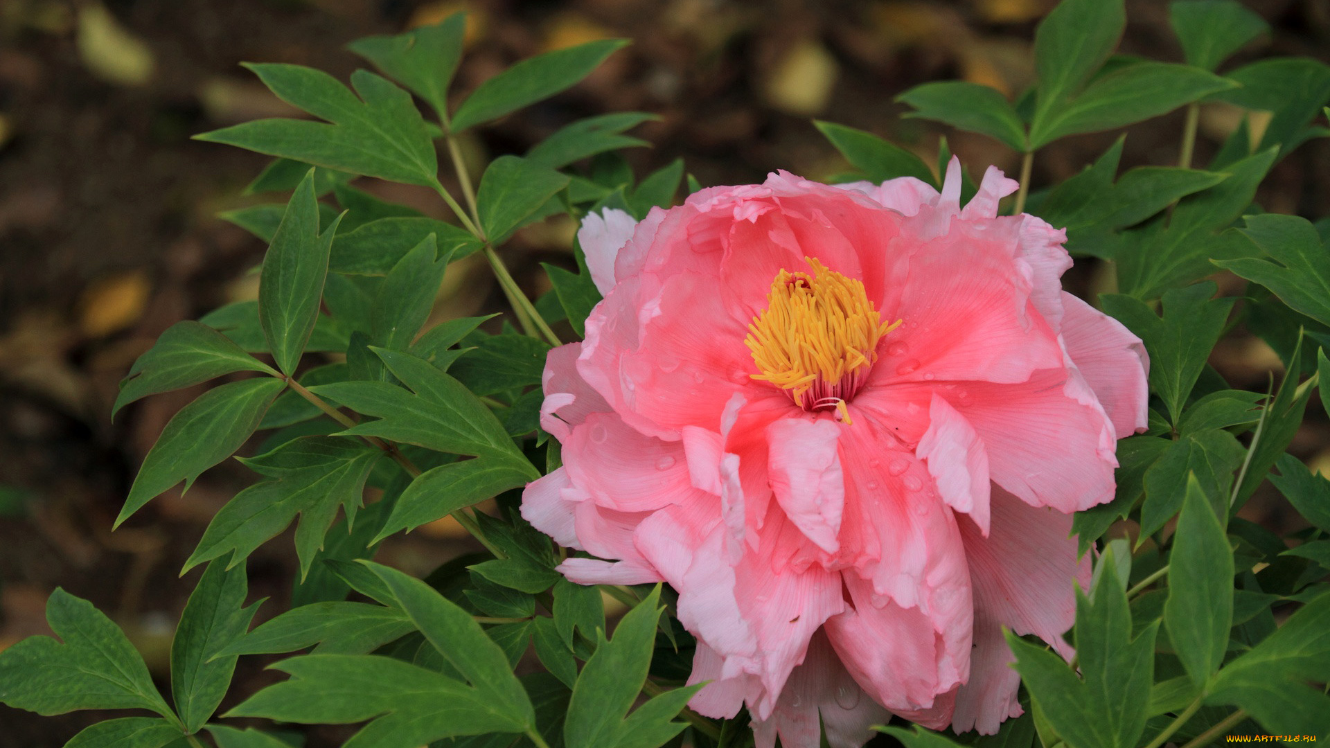 цветы, пионы, листья