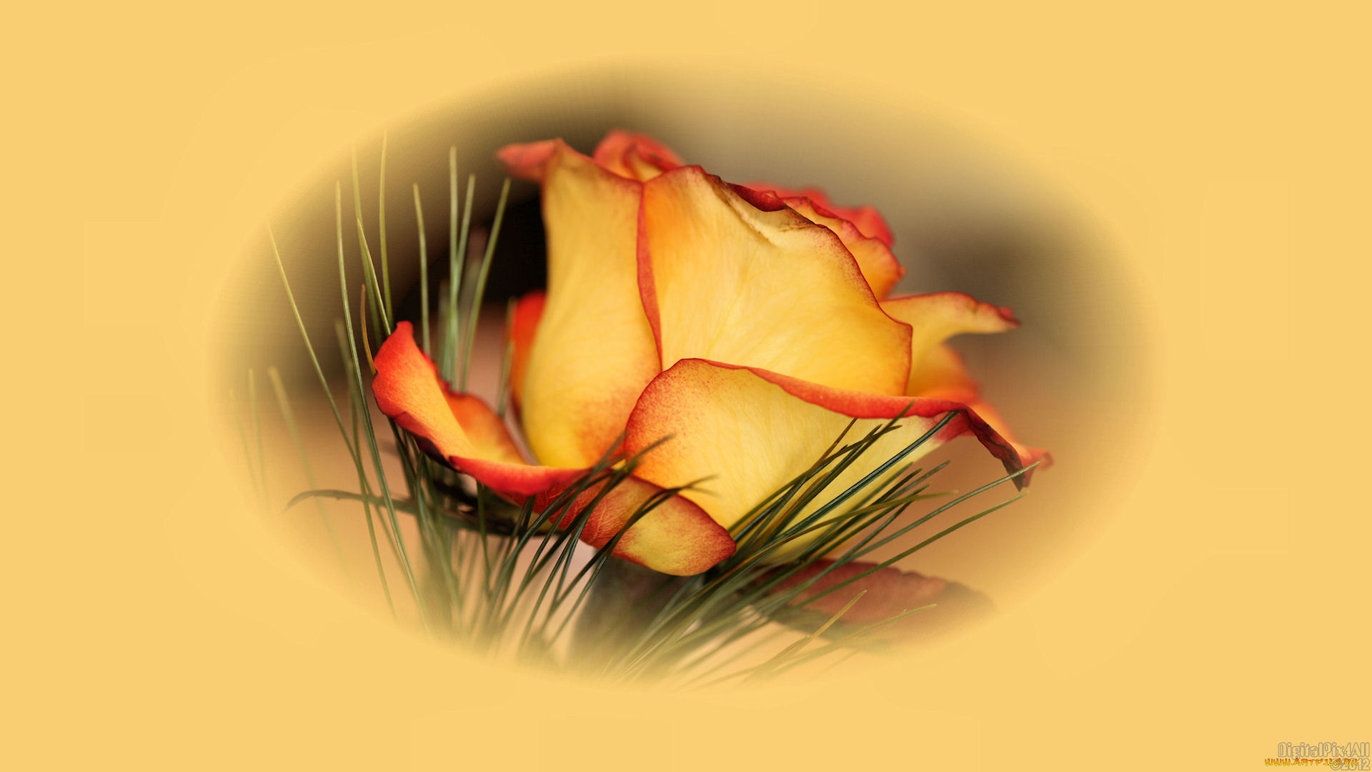 цветы, розы, роза