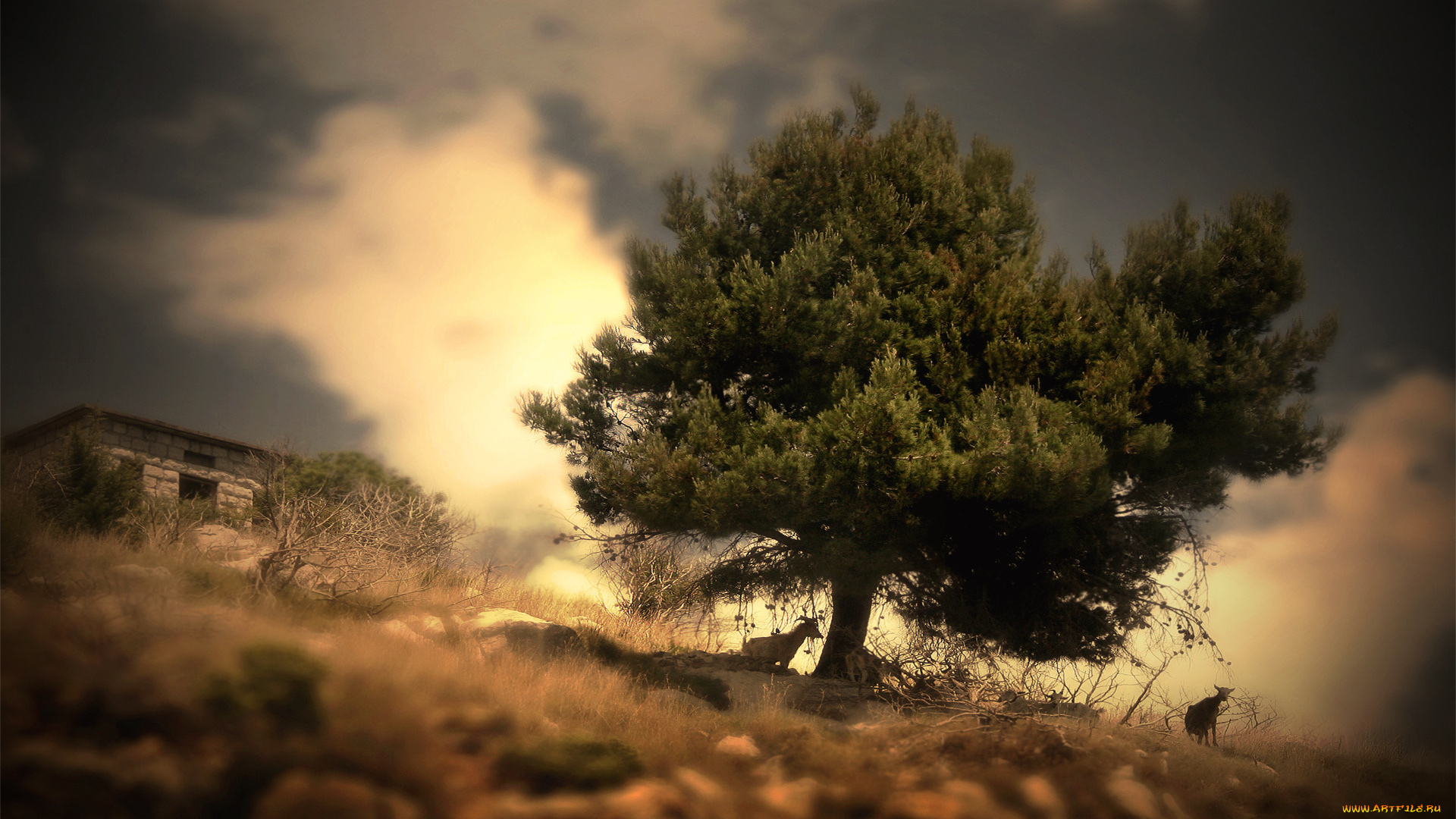 природа, деревья, растения, животные, пейзаж, дерево