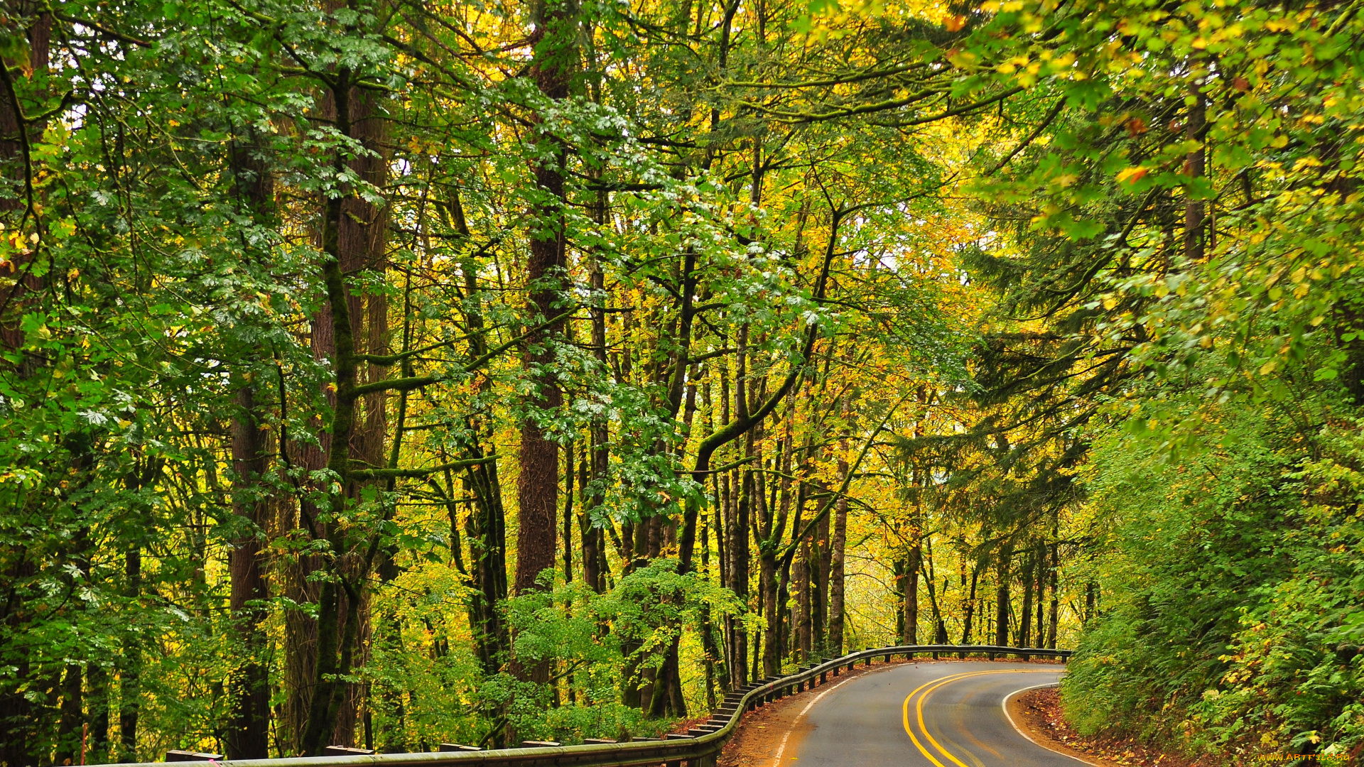 природа, дороги, деревья