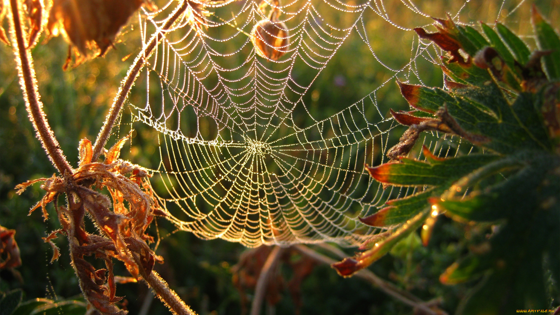 природа, макро, паутина, трава