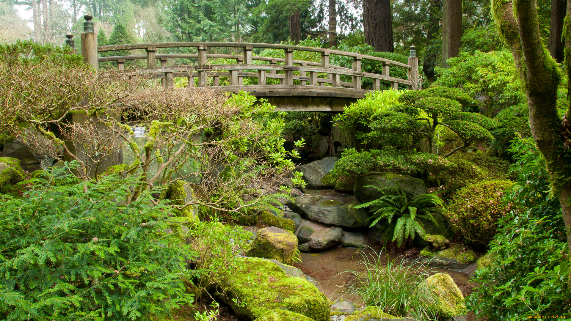 природа, парк, флора, растительность, трава