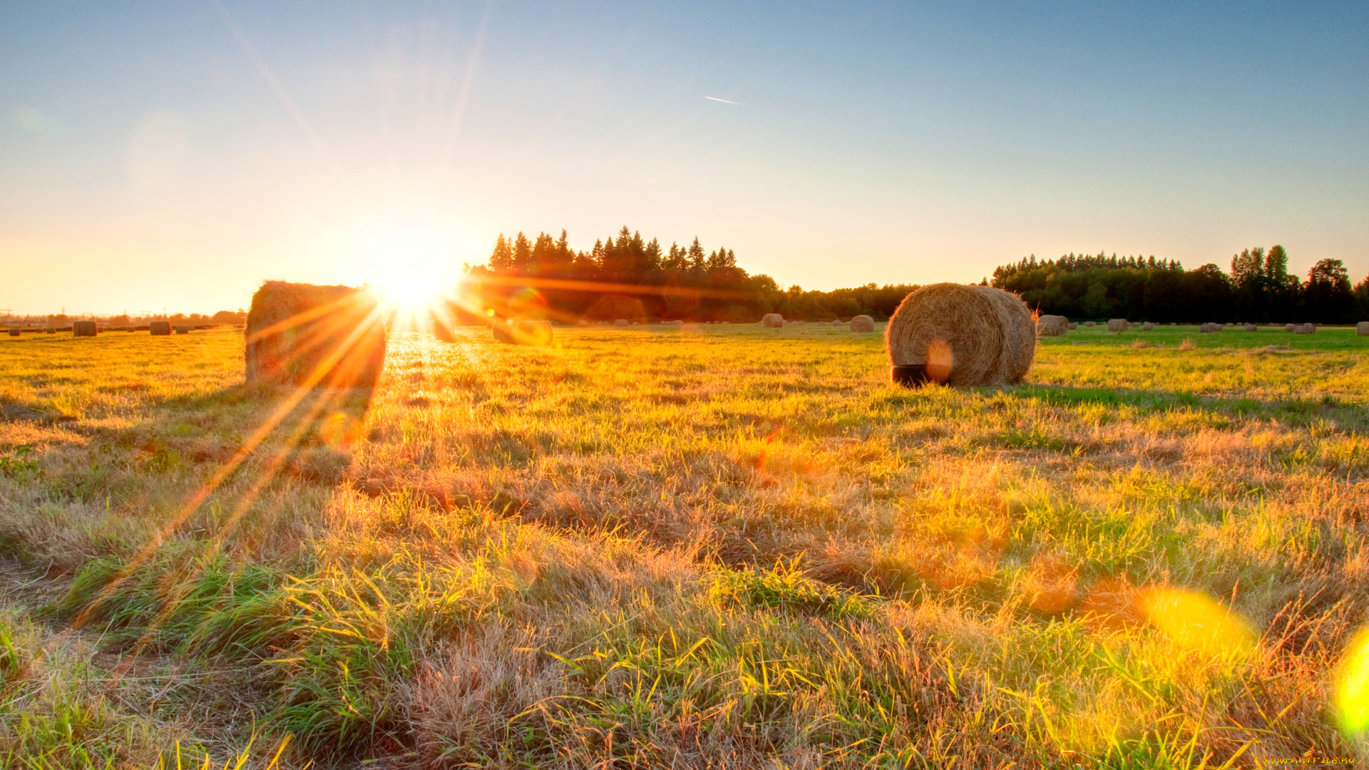 природа, поля, солнце