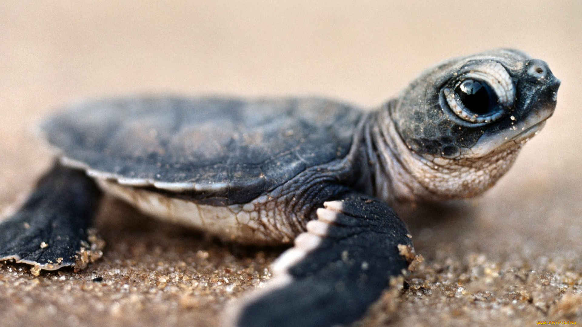 животные, Черепахи, черепашка