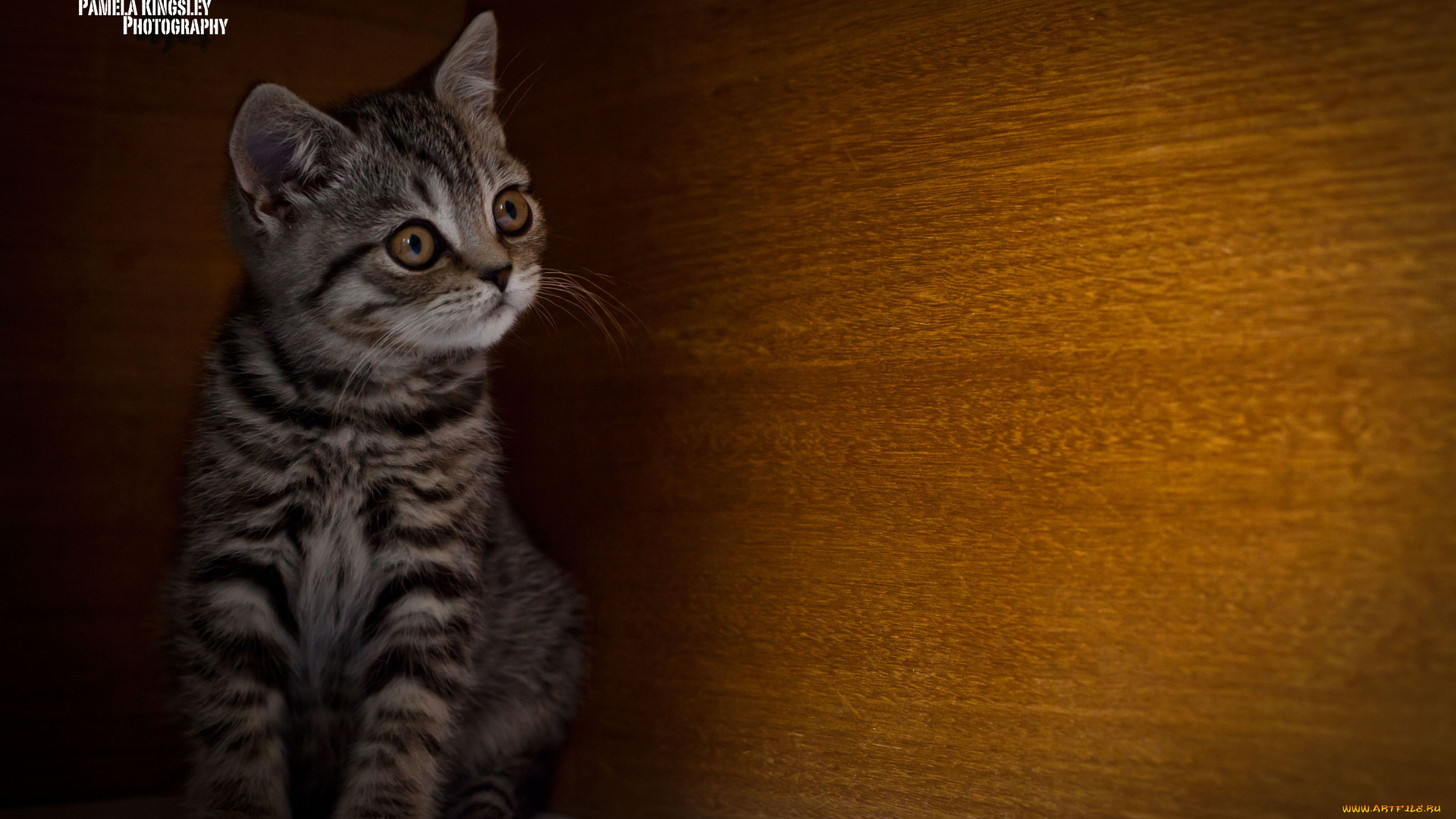 животные, коты, котенок, прятки, любопытство