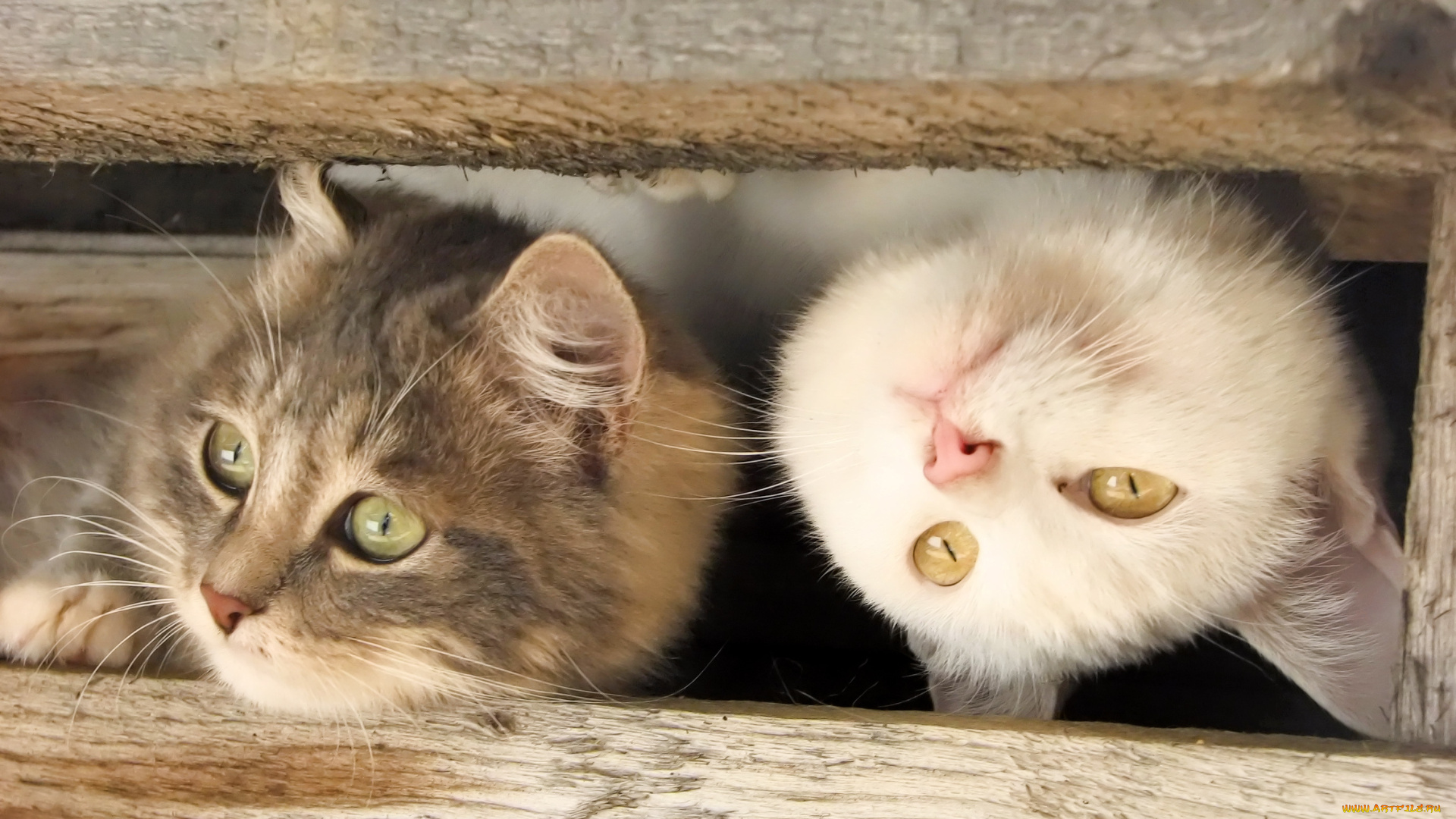 животные, коты, мордочки, доски