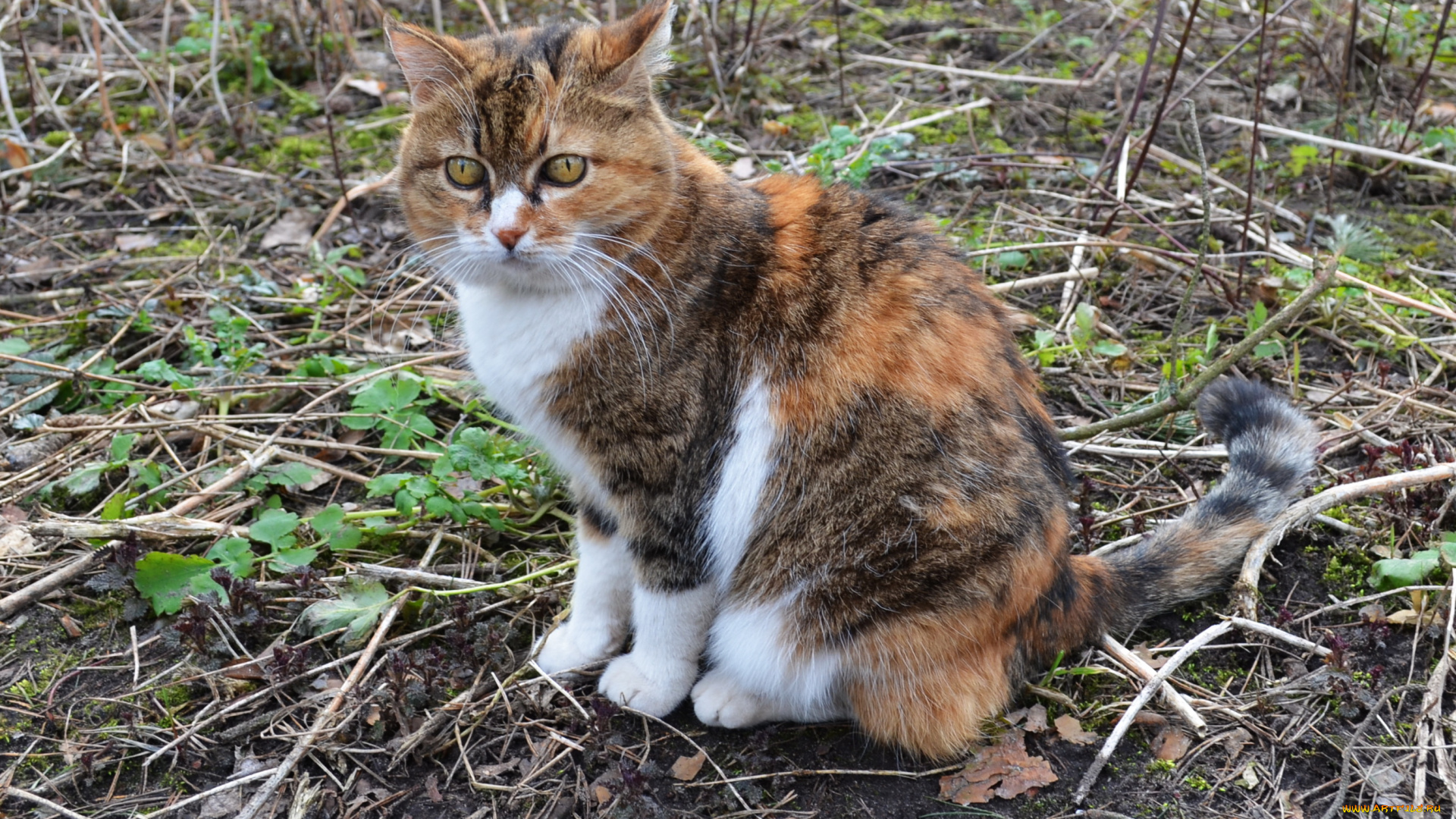 животные, коты, взгляд, кошка