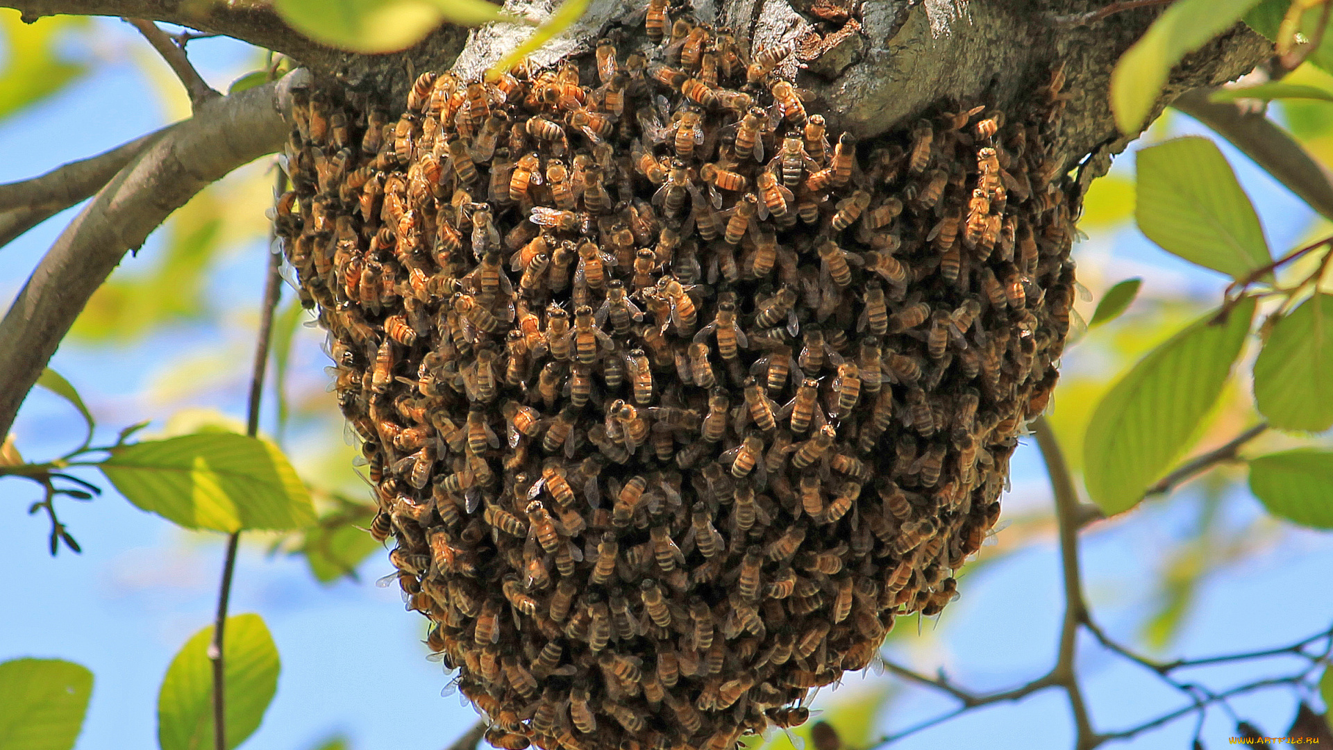 животные, пчелы, осы, шмели, ветка, рой