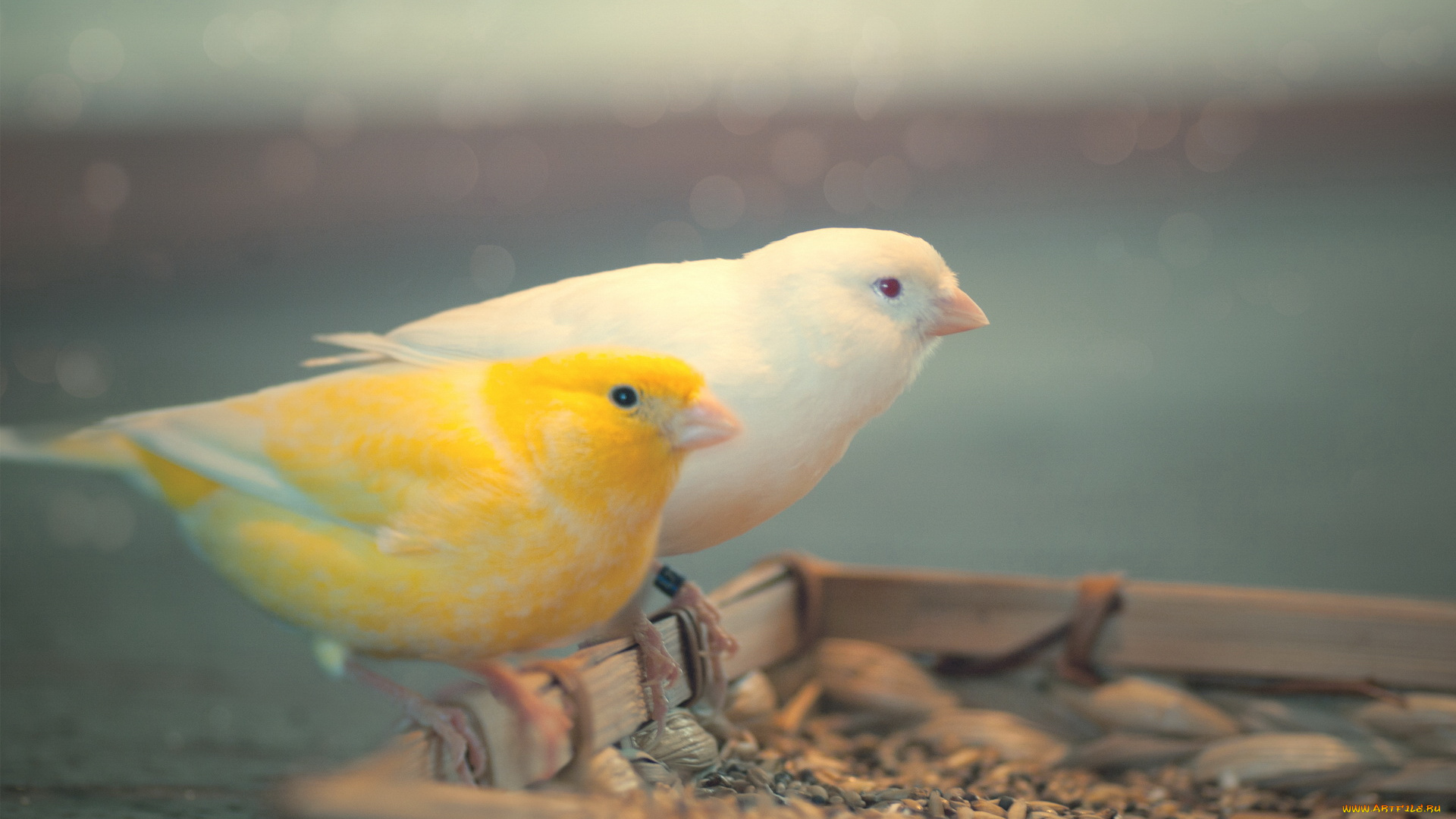 животные, птицы, t