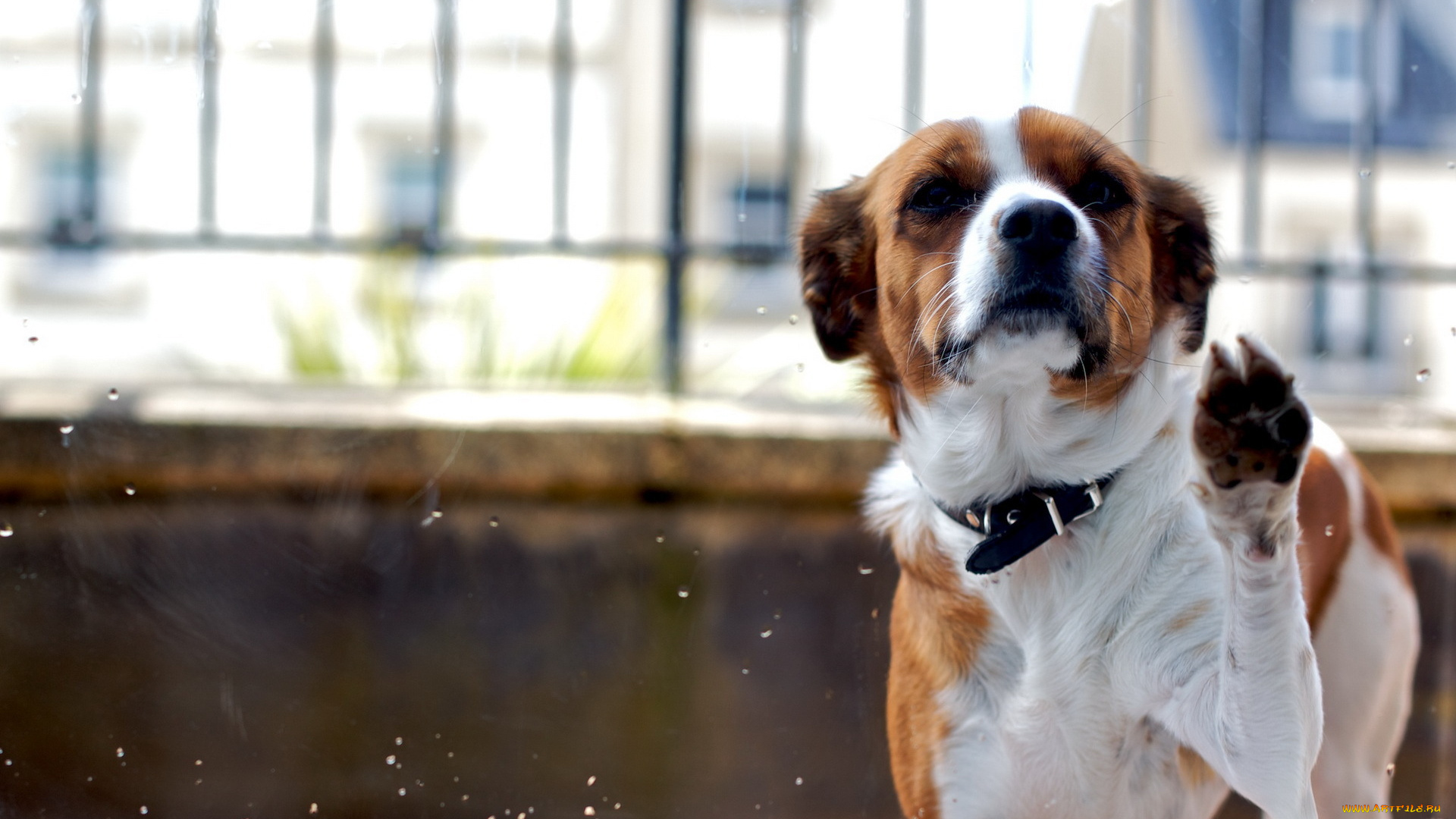 животные, собаки, собака