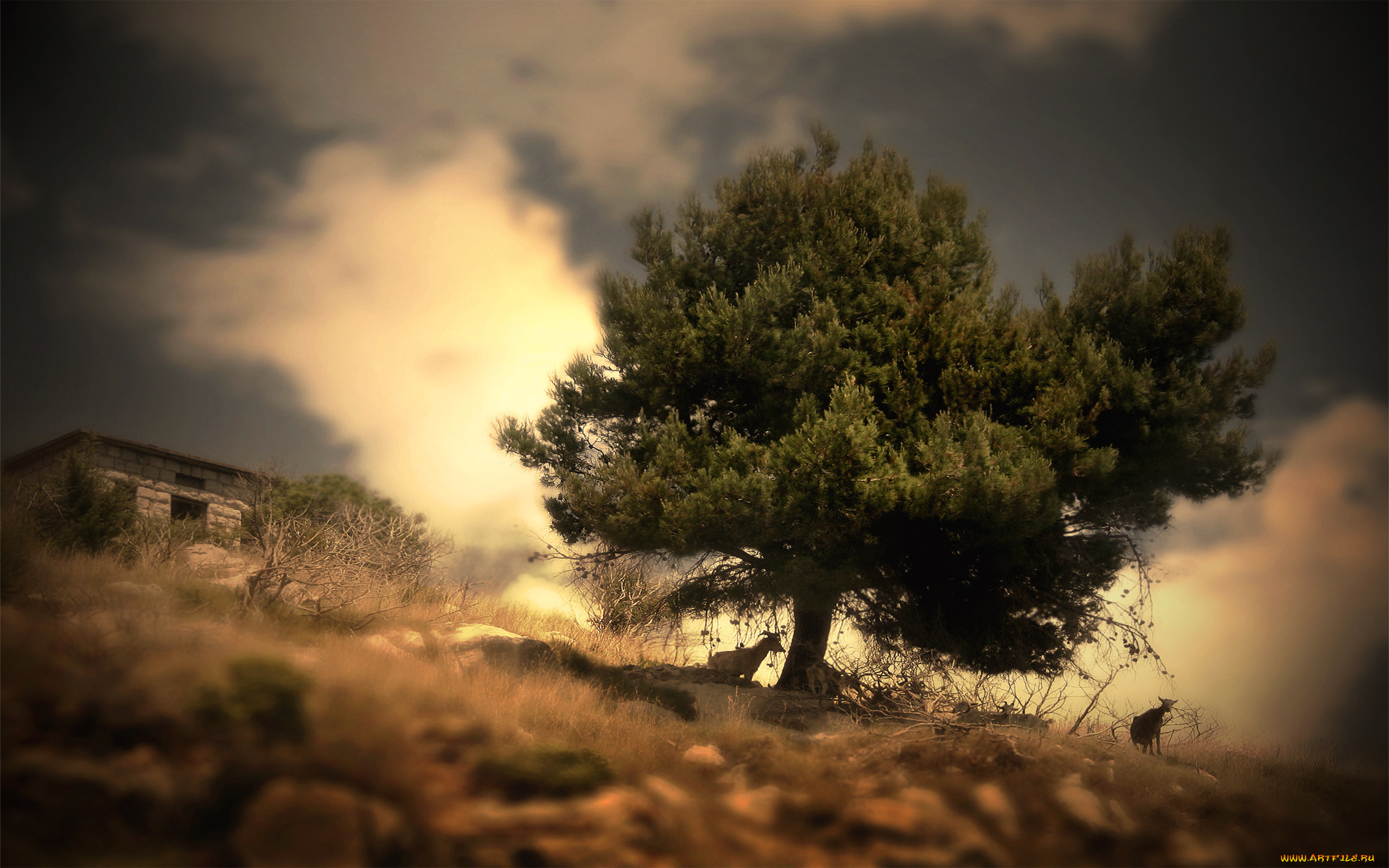 природа, деревья, растения, животные, пейзаж, дерево