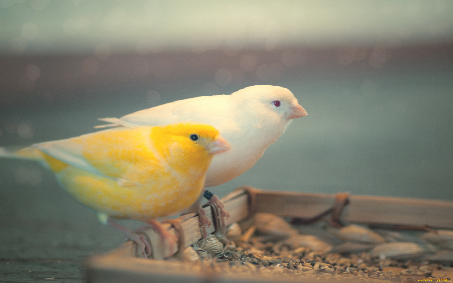 животные, птицы, t