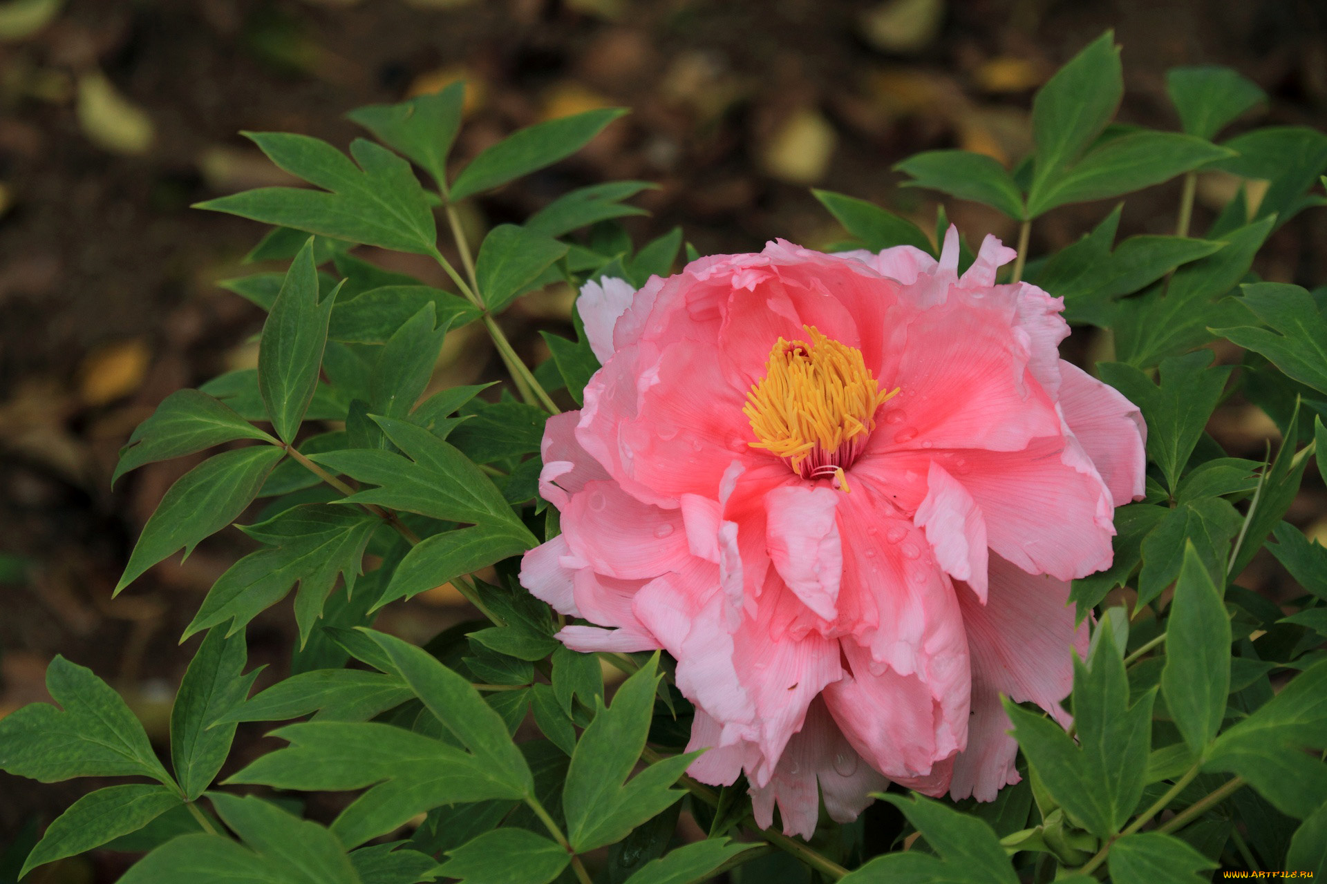 цветы, пионы, листья