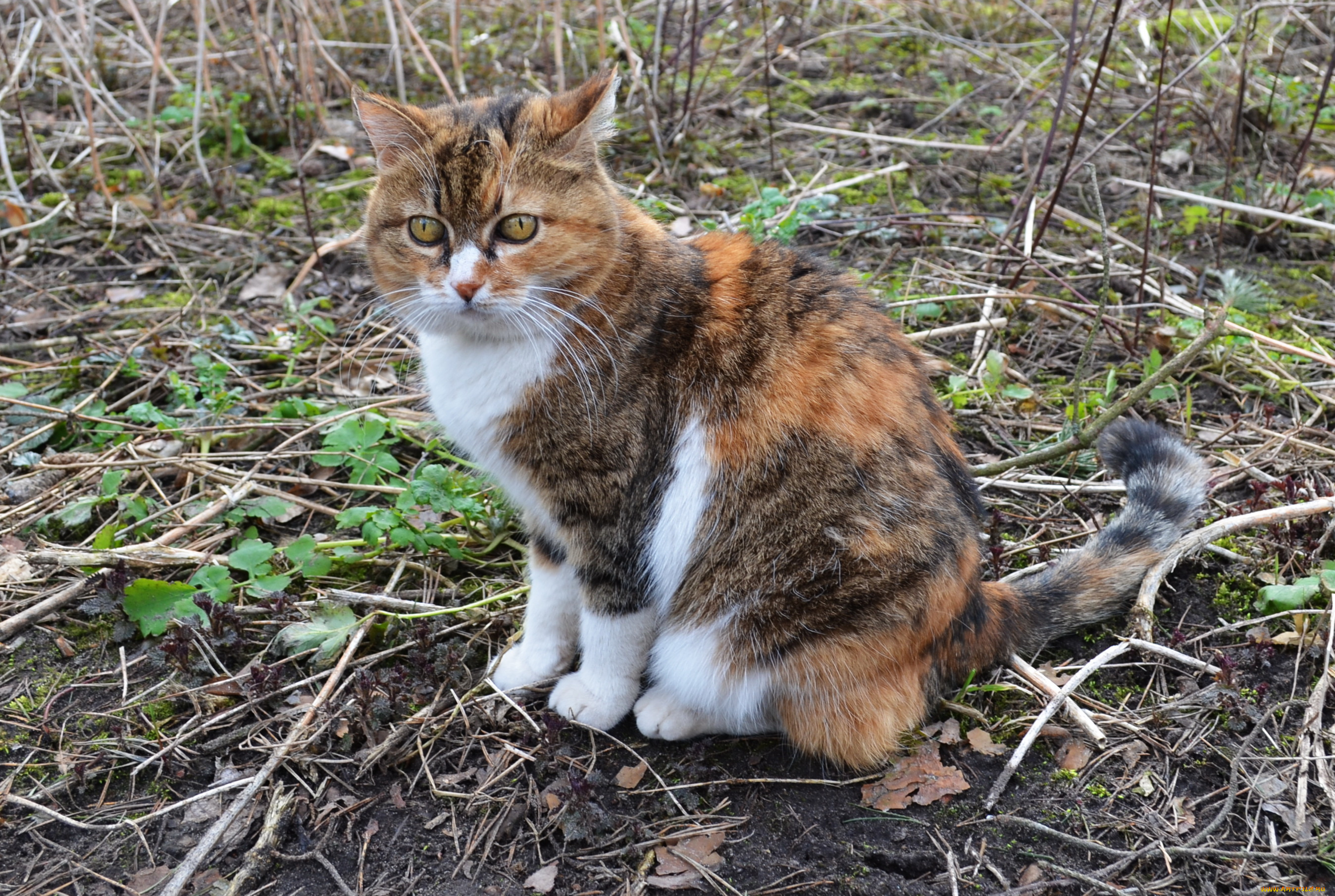 животные, коты, взгляд, кошка