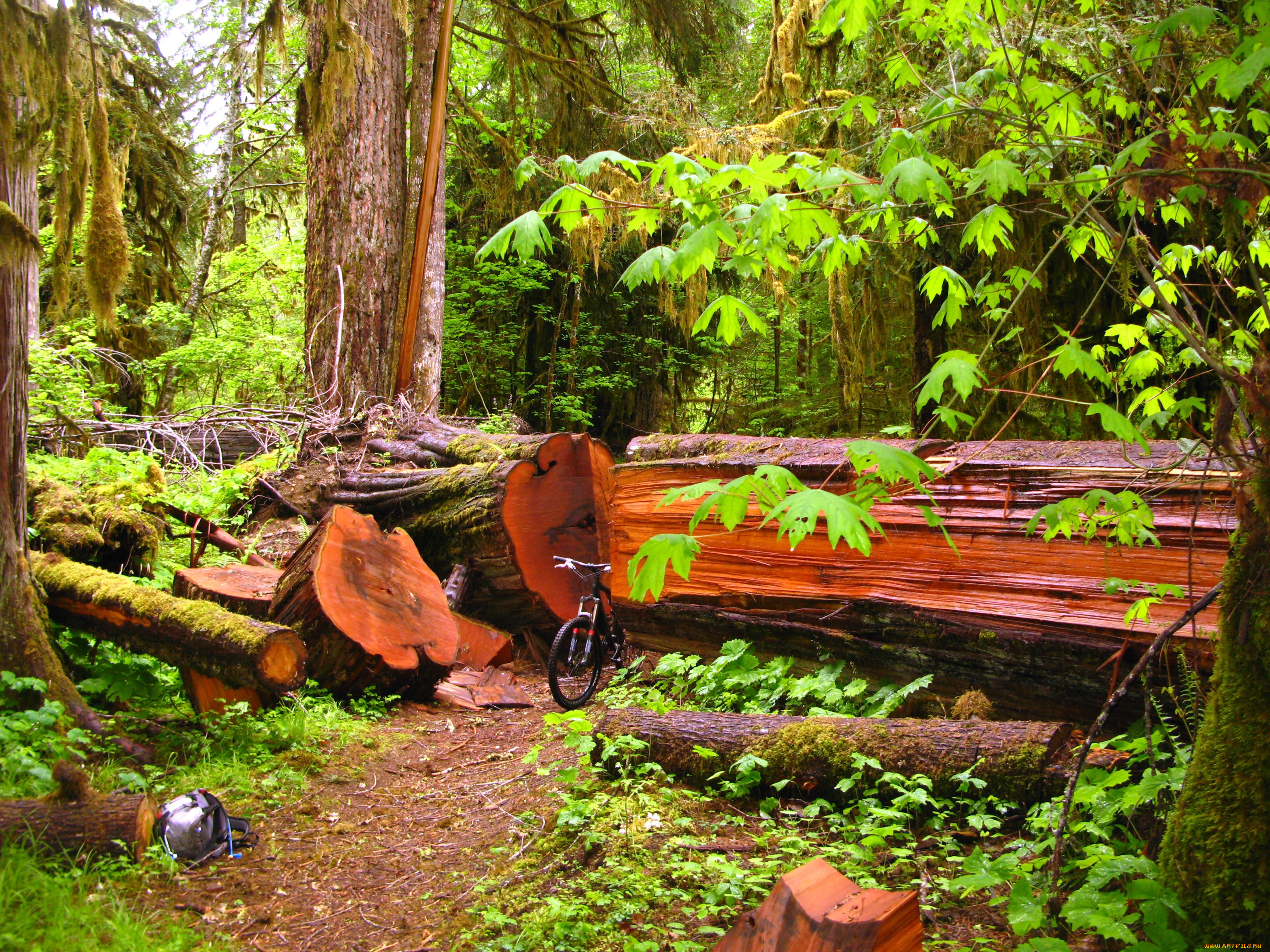 природа, лес, брёвна
