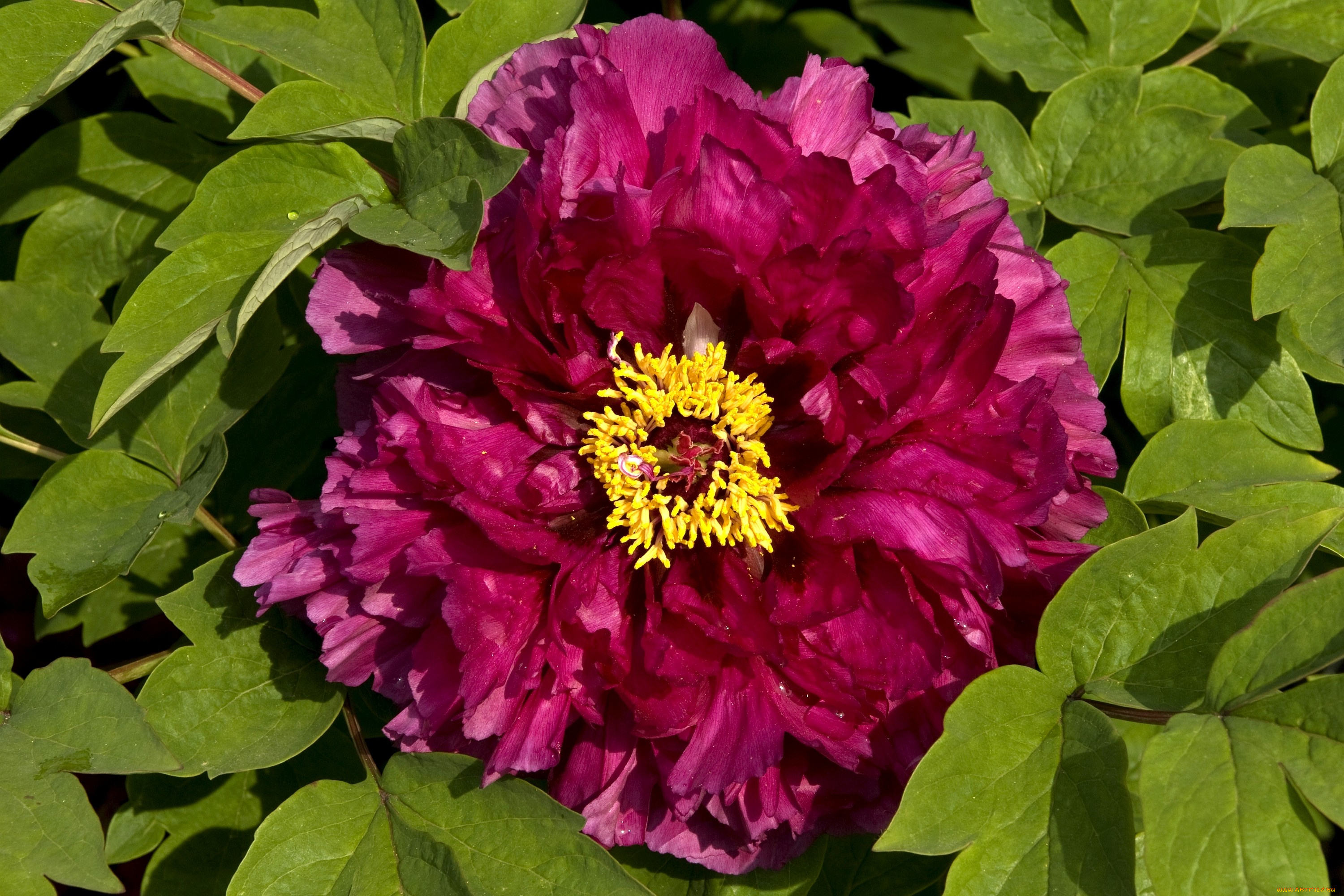 цветы, пионы, бордовый, круглый