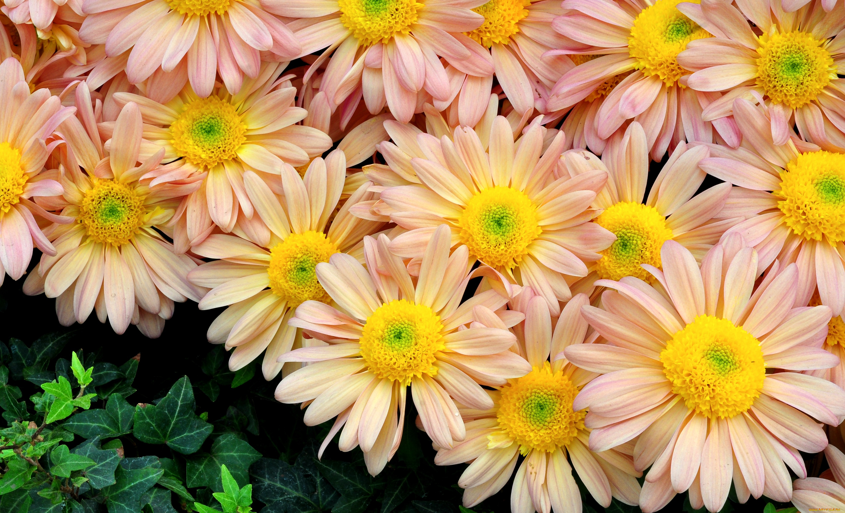 цветы, хризантемы, кремовый