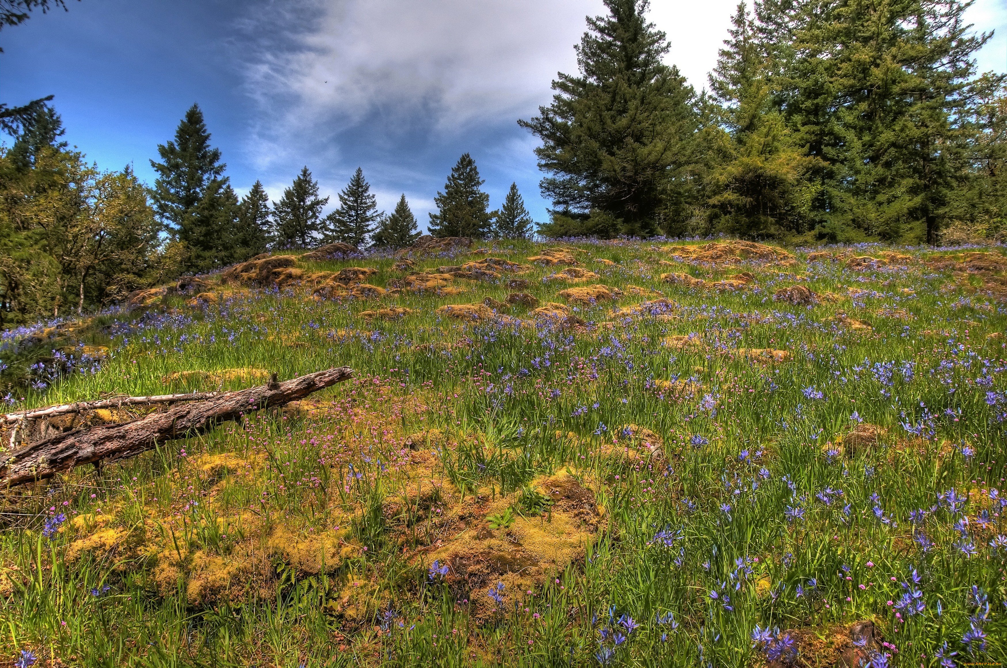 природа, луга, деревья, цветы