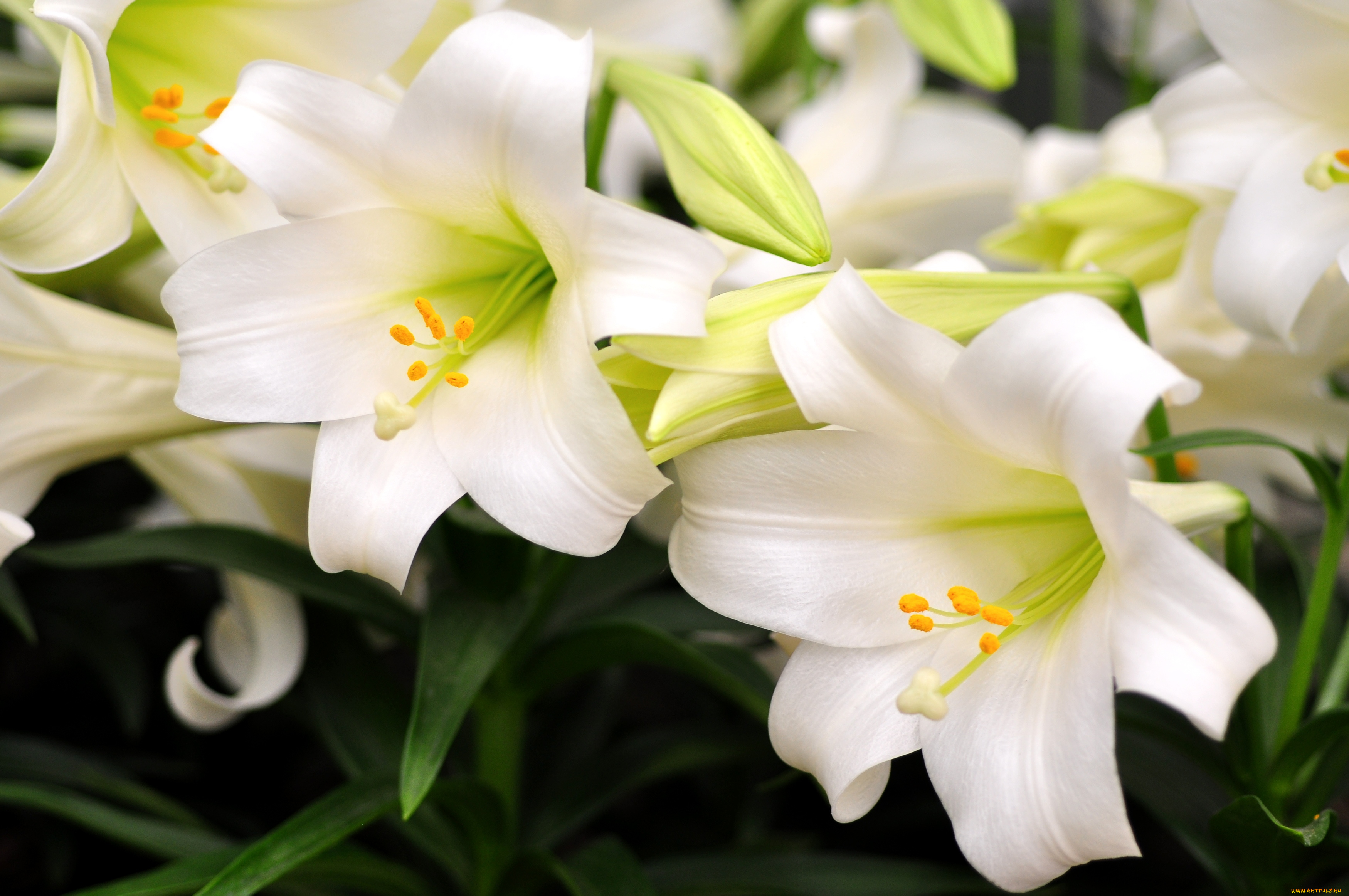 цветы, лилии, лилейники, белый