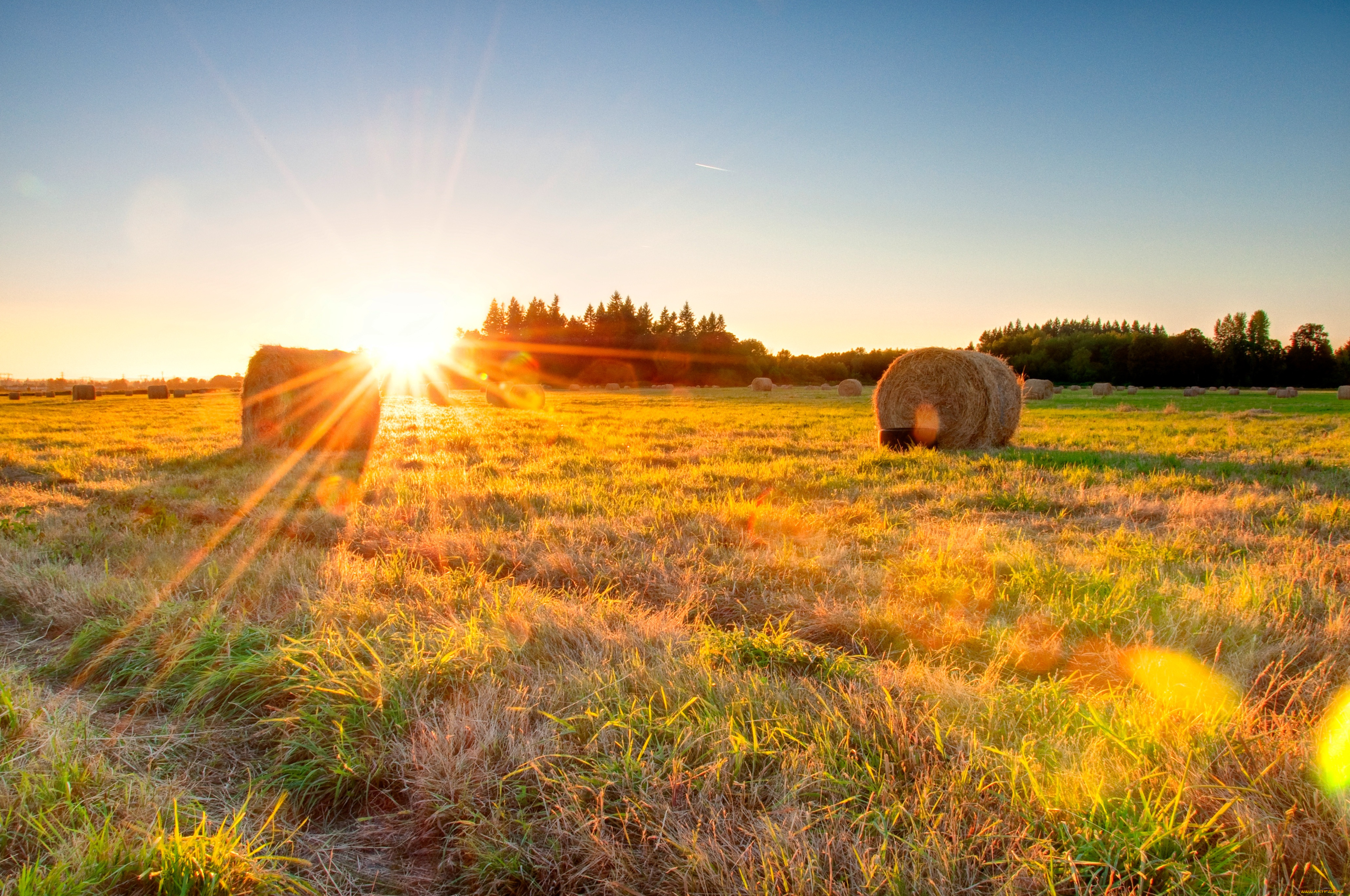 природа, поля, солнце