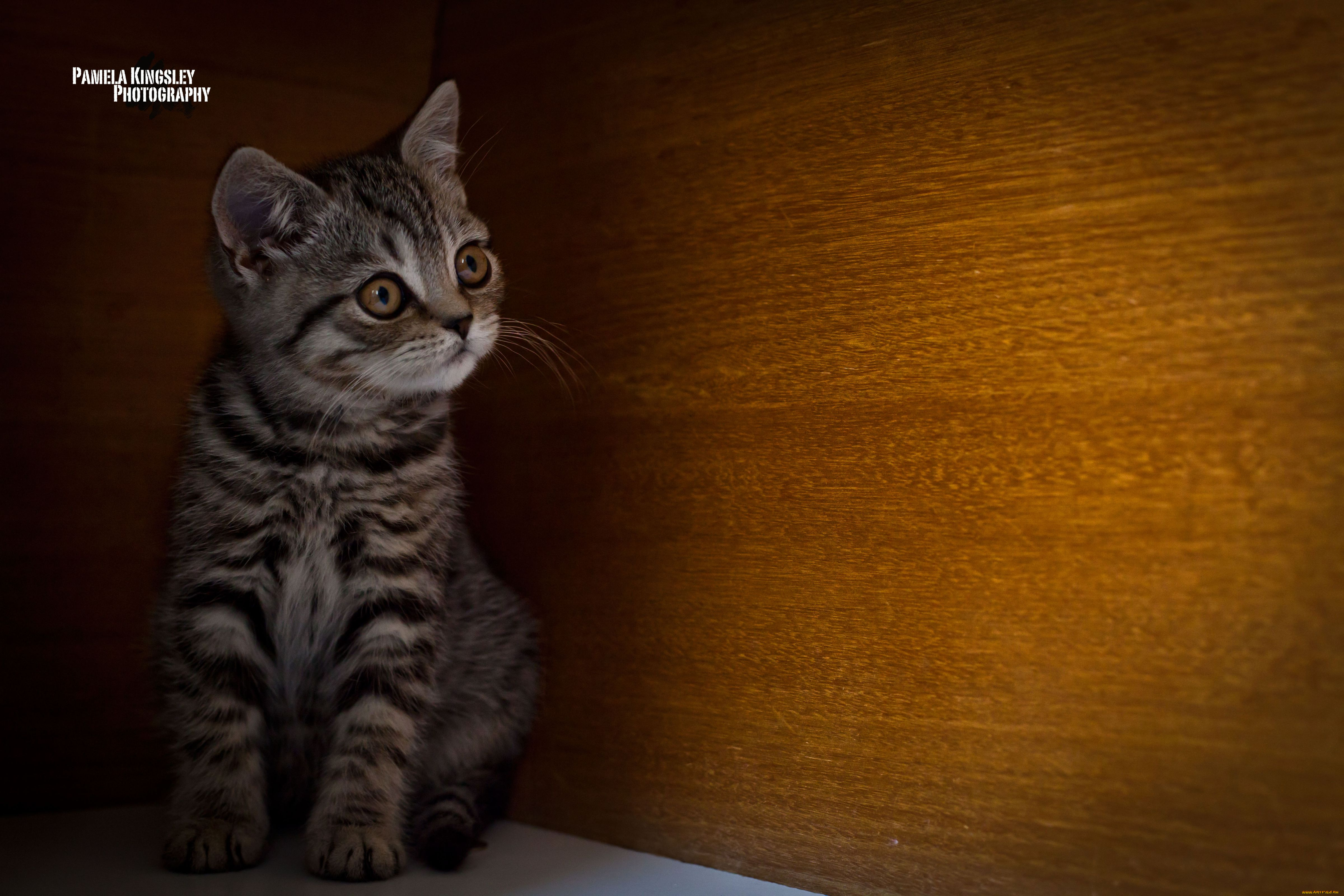 животные, коты, котенок, прятки, любопытство