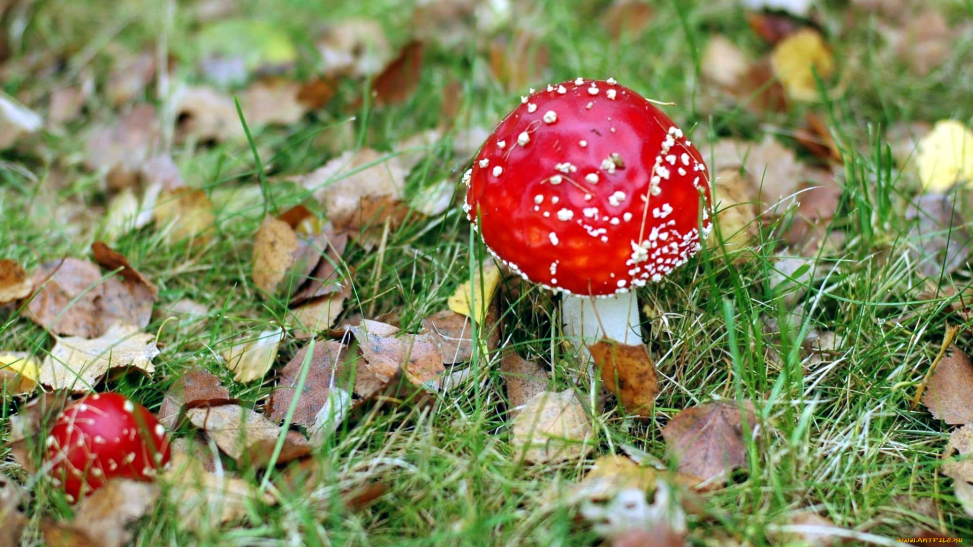 природа, грибы, , мухомор, дуэт