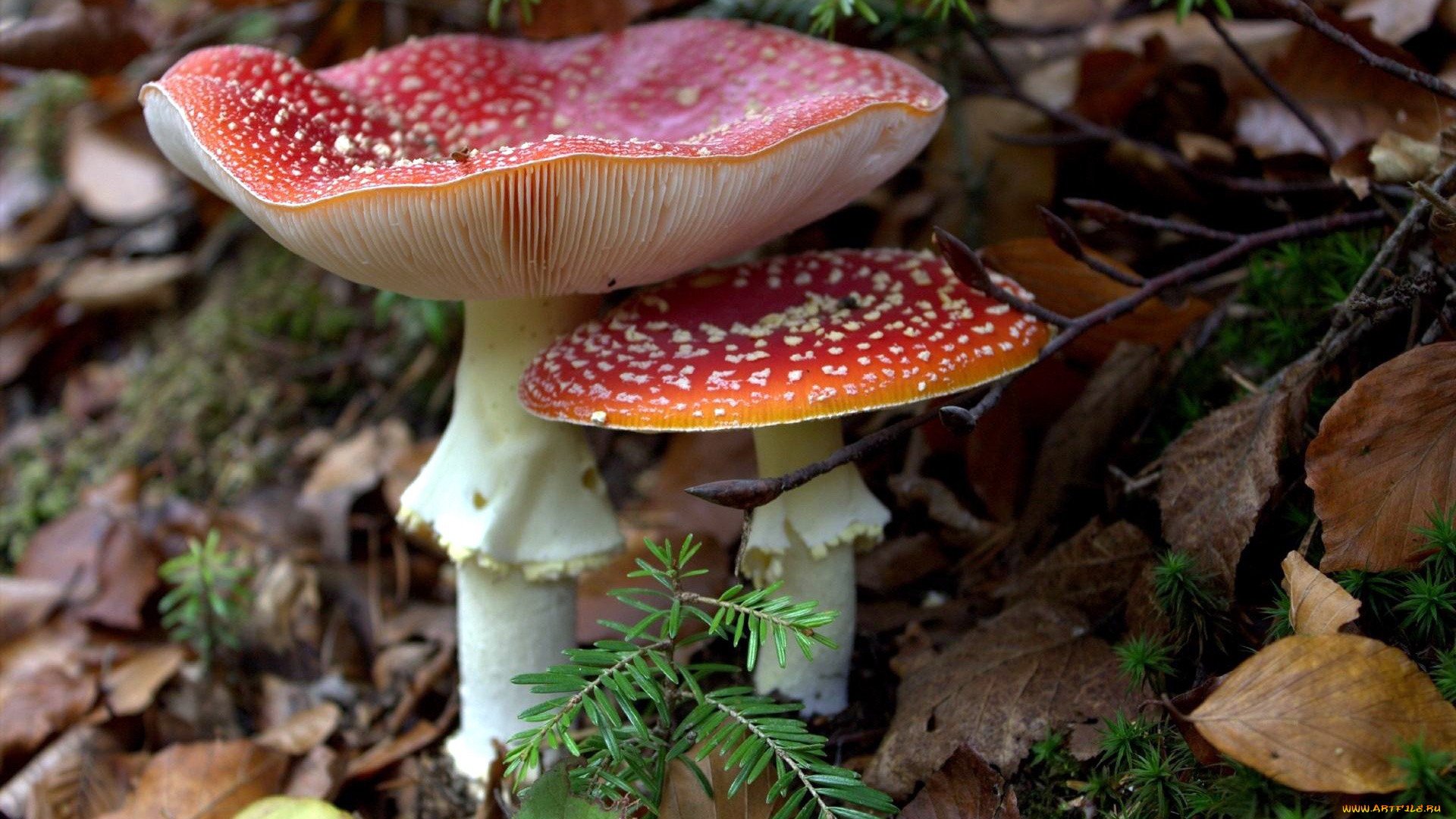 природа, грибы, , мухомор, дуэт