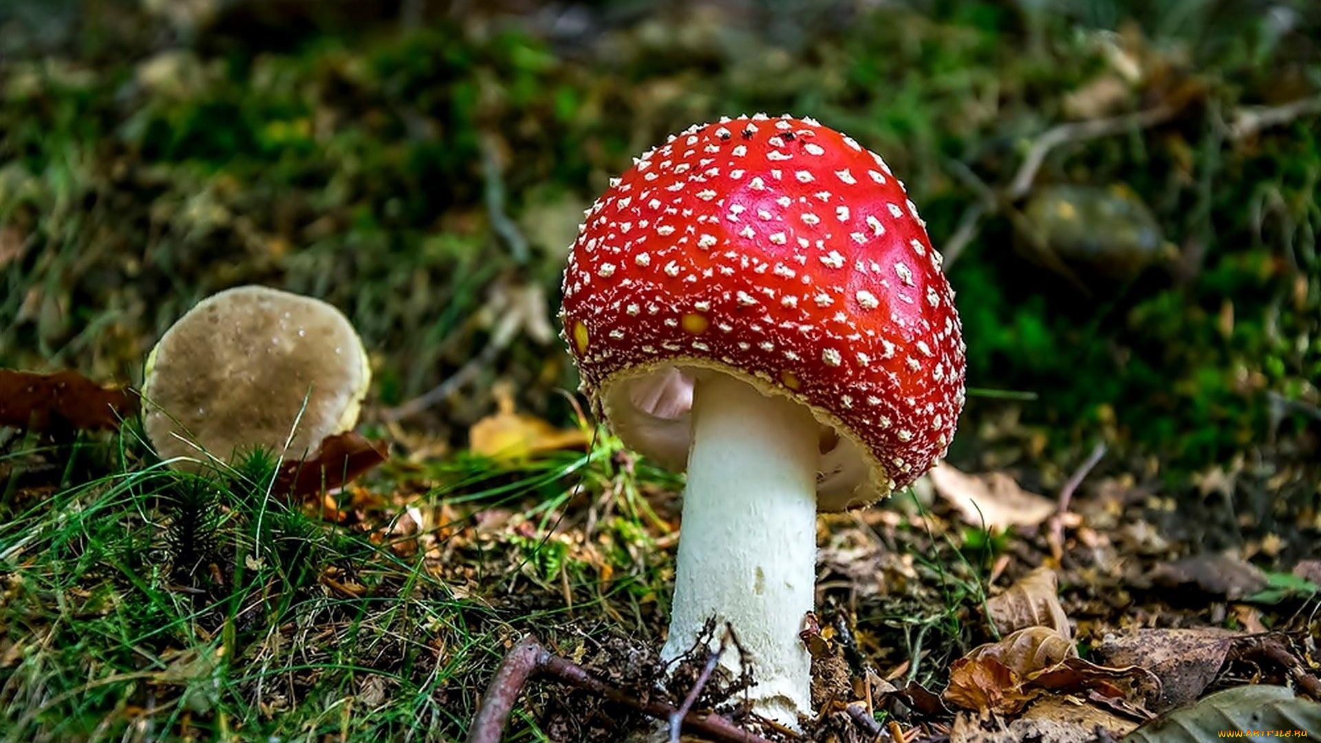 природа, грибы, , мухомор, одиночка