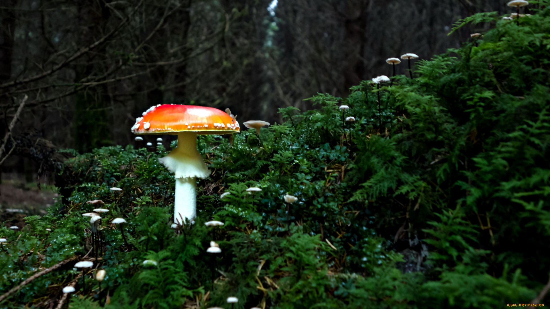 природа, грибы, , мухомор, одиночка