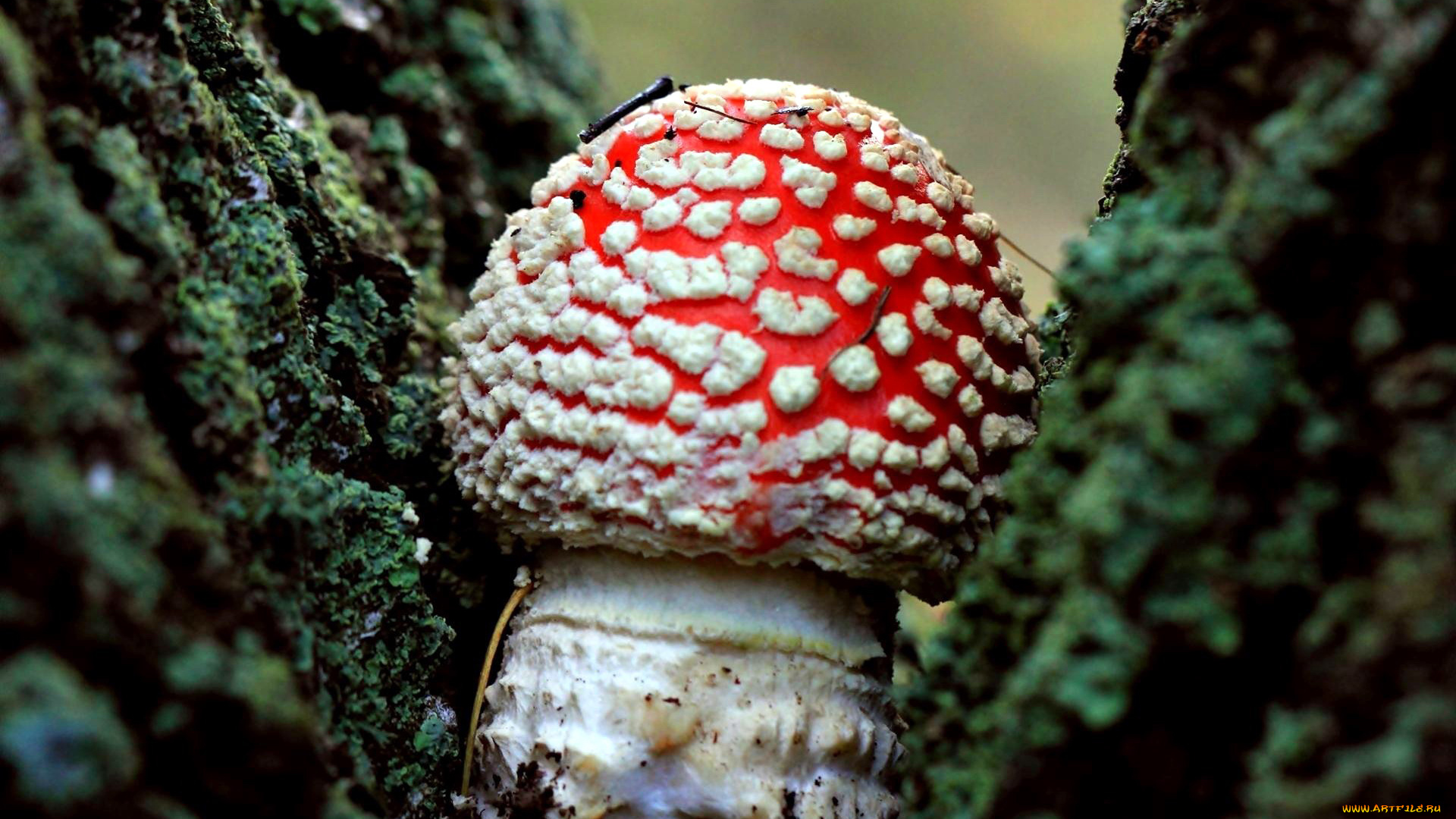 природа, грибы, , мухомор, одиночка