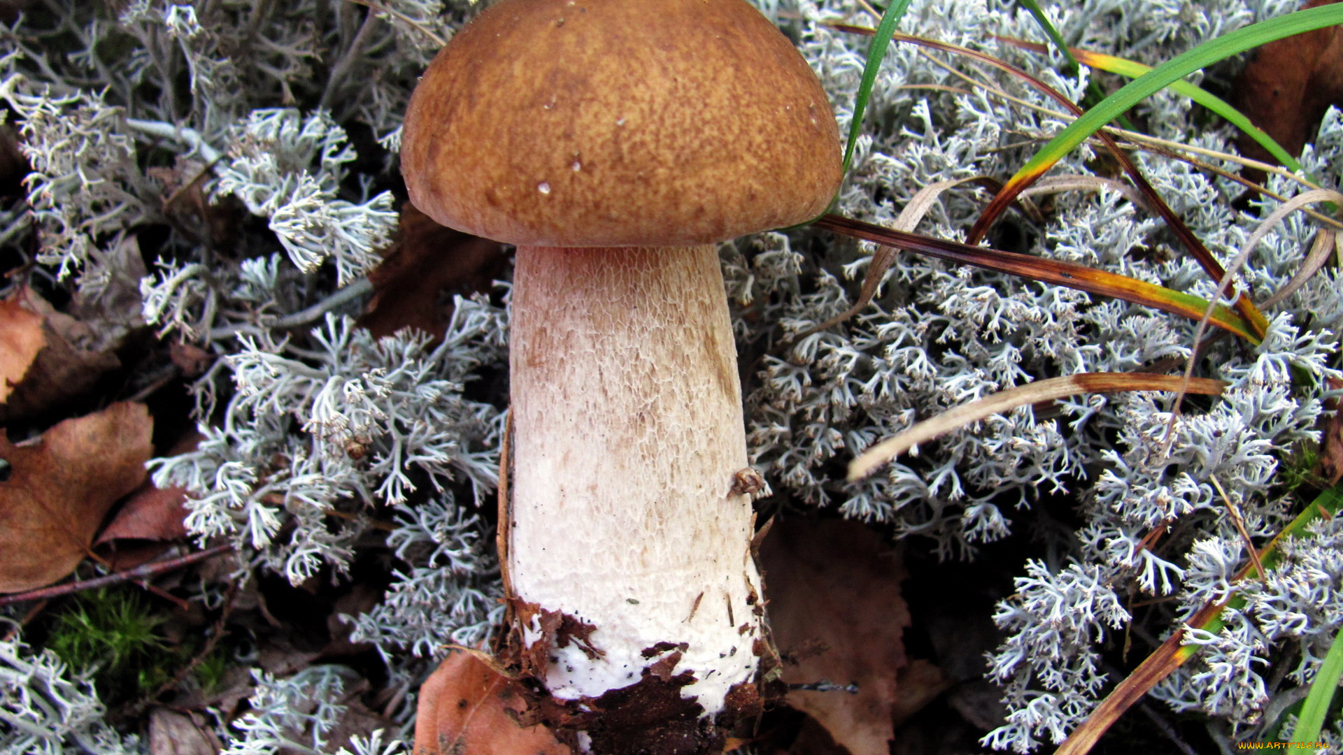 природа, грибы, боровик