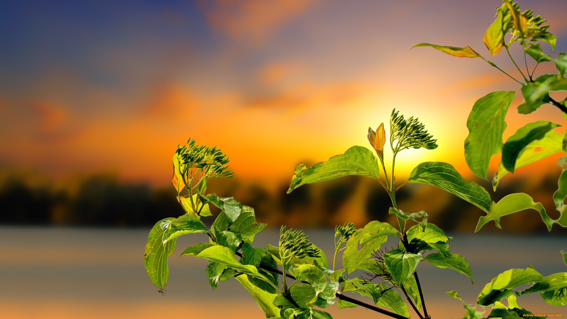 природа, листья, простор