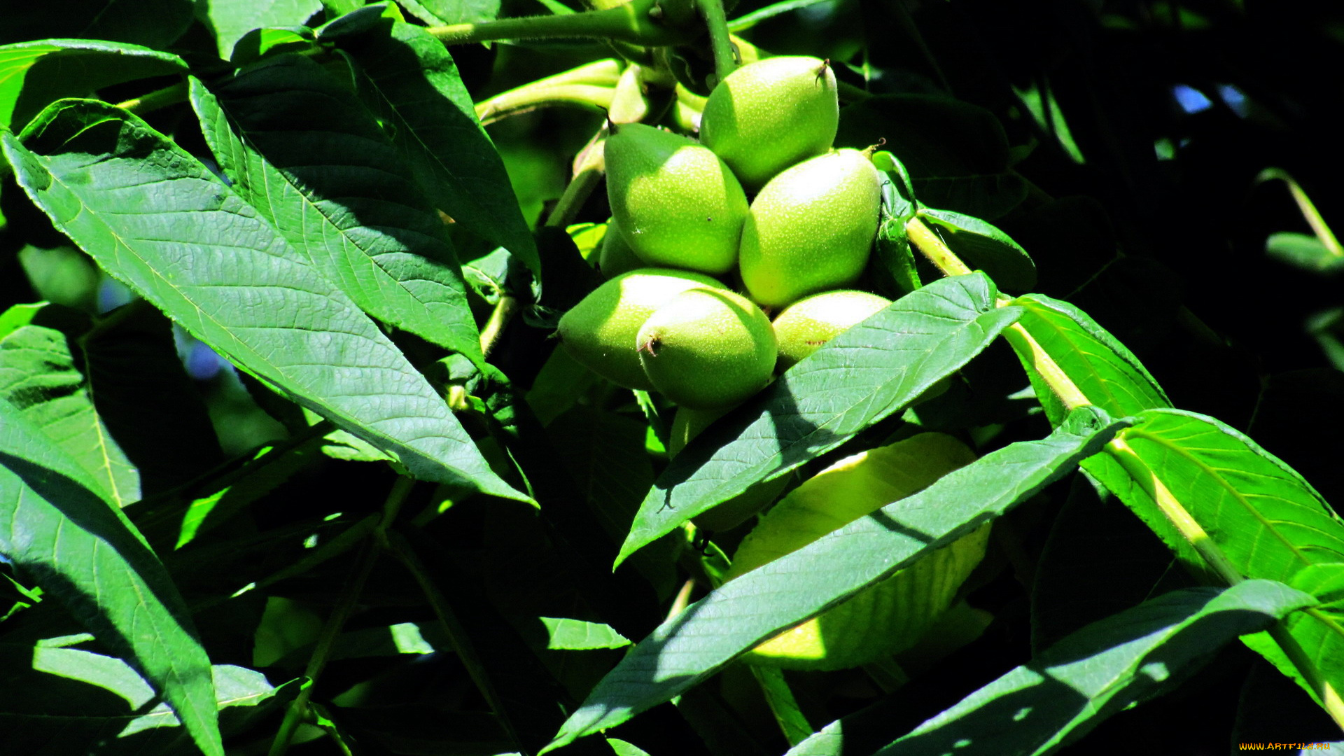 природа, плоды, орехи