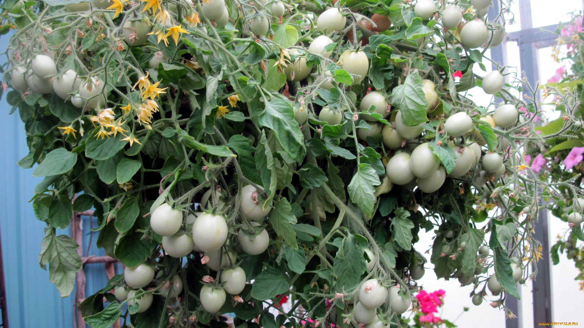 природа, плоды, помидоры, томаты