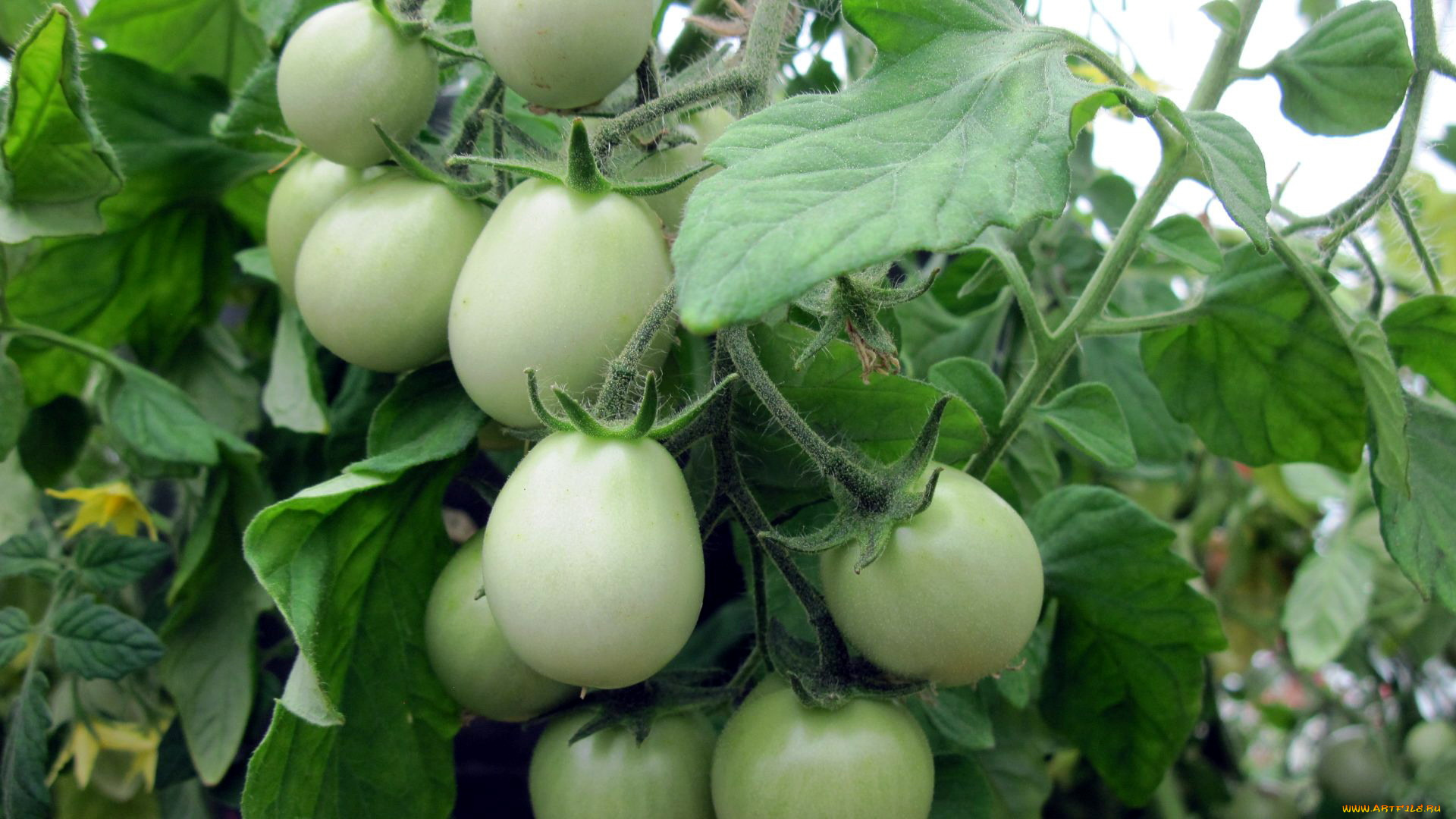 природа, плоды, помидоры, томаты