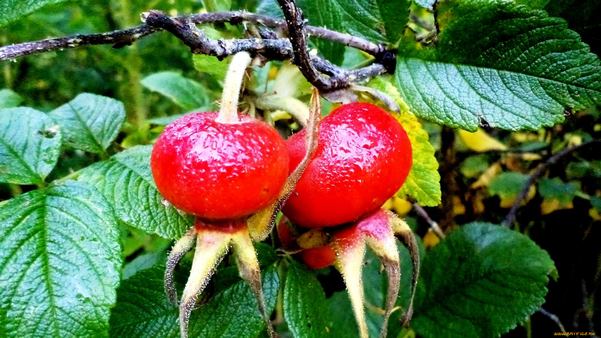 природа, плоды, шиповник