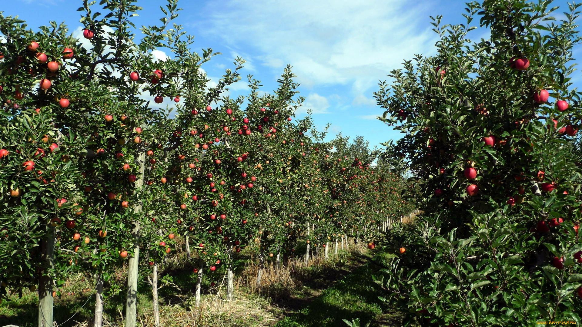 природа, плоды, яблоки