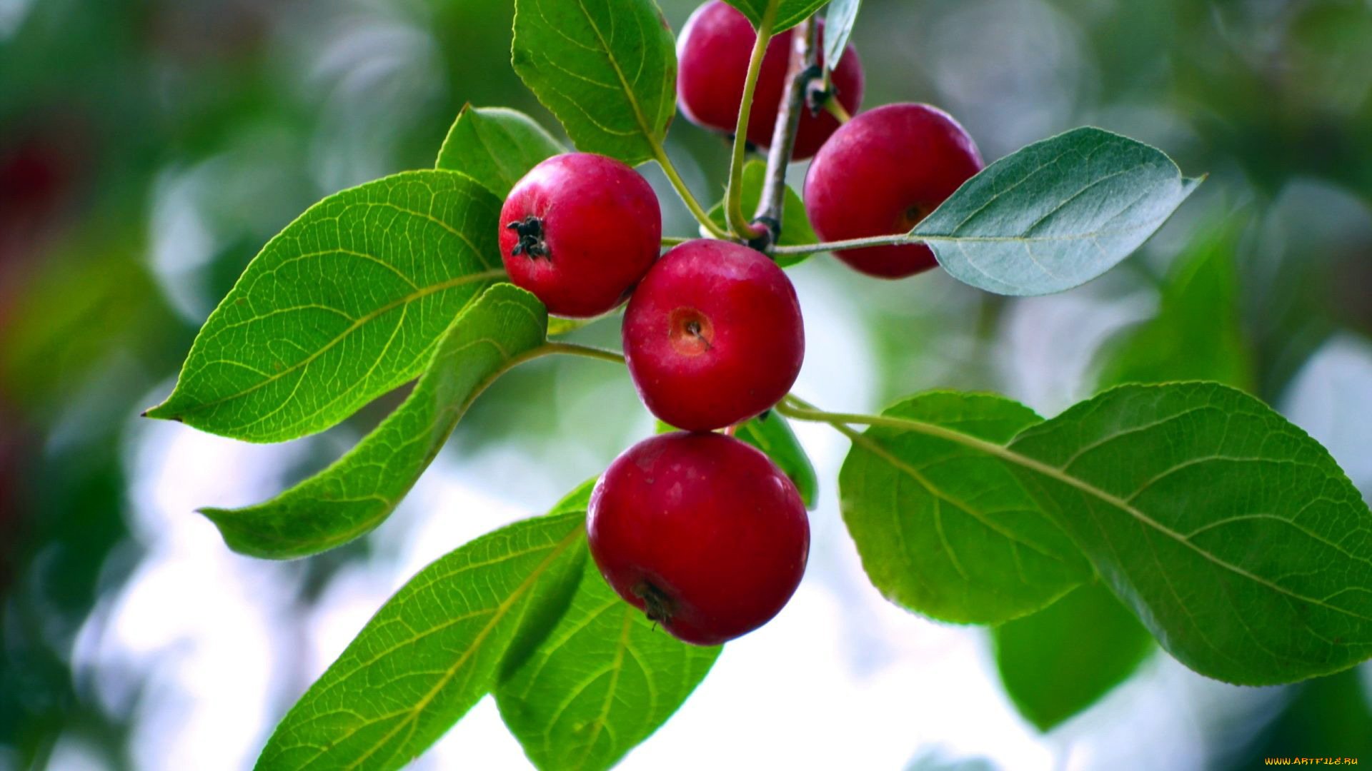 природа, плоды, яблоки