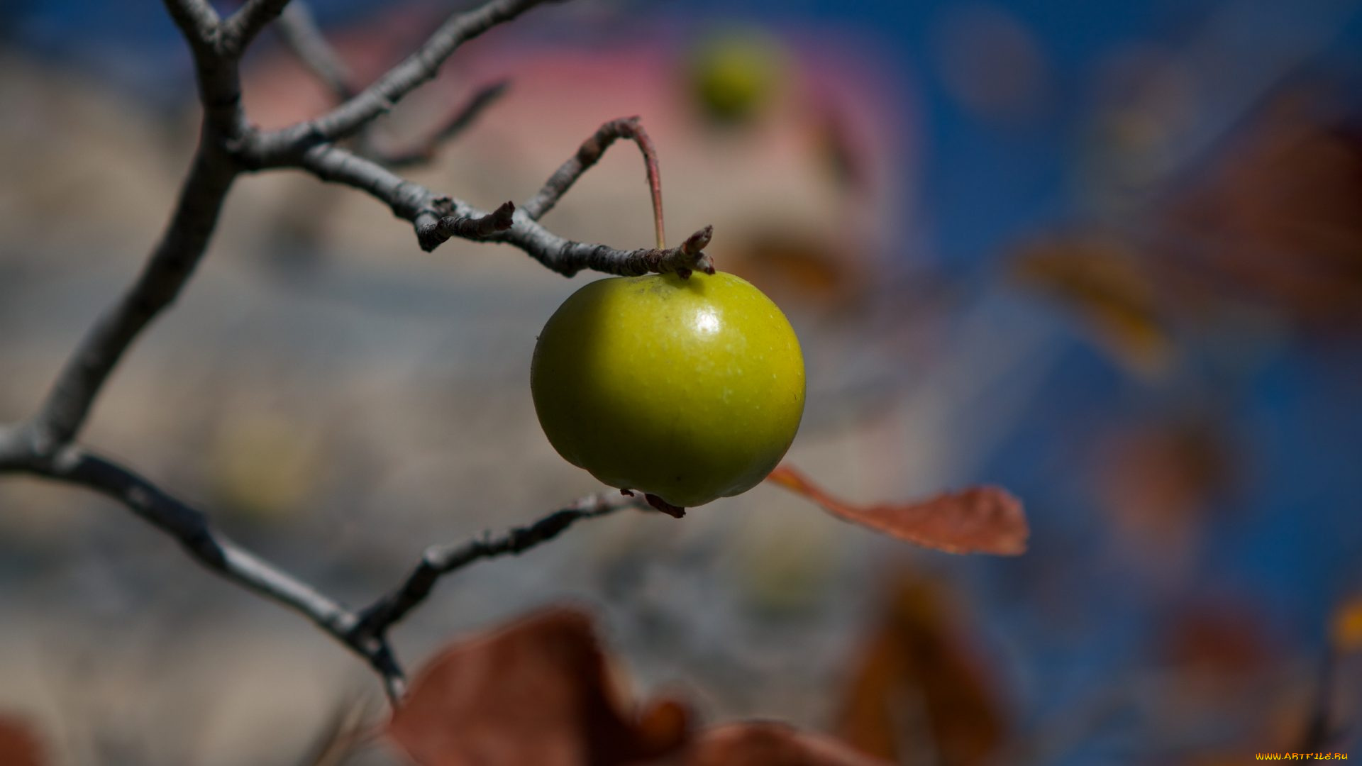 природа, плоды, яблоки