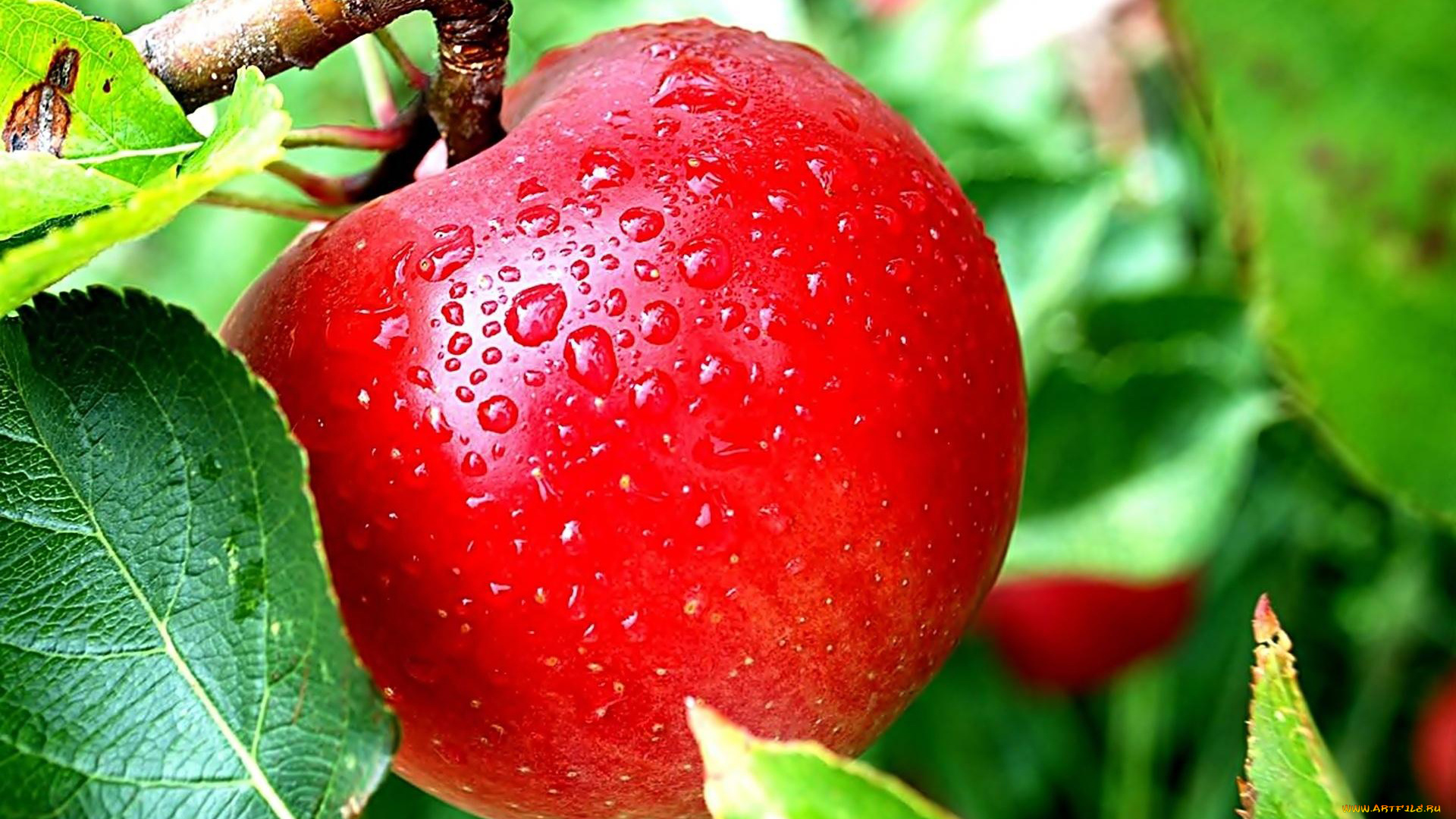 природа, плоды, яблоко