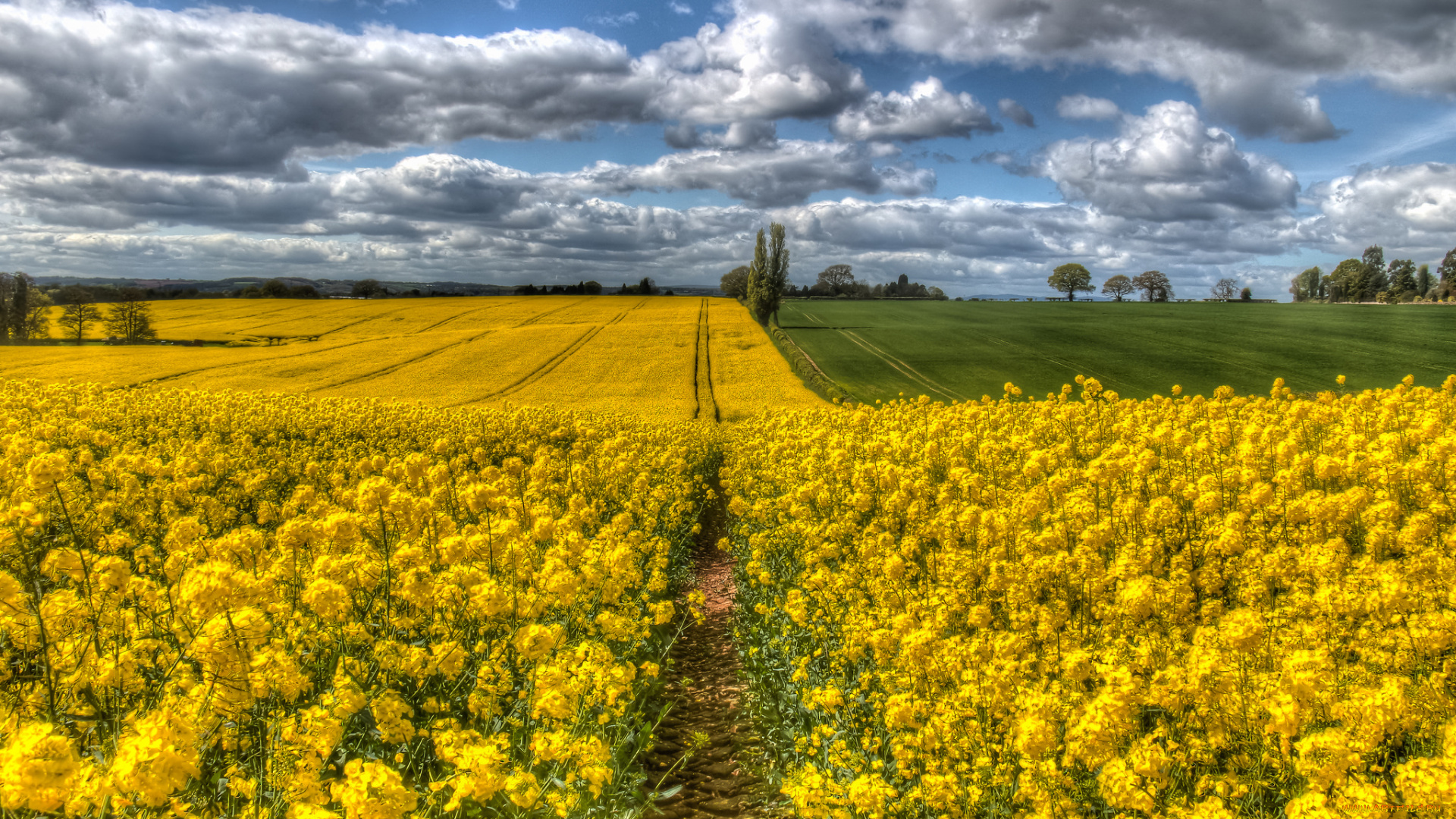 природа, поля, простор