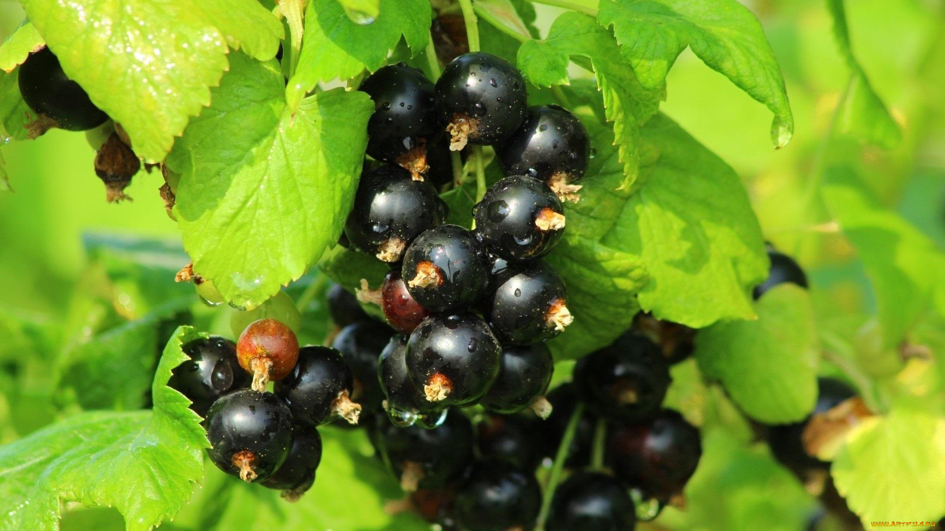 природа, Ягоды, смородина