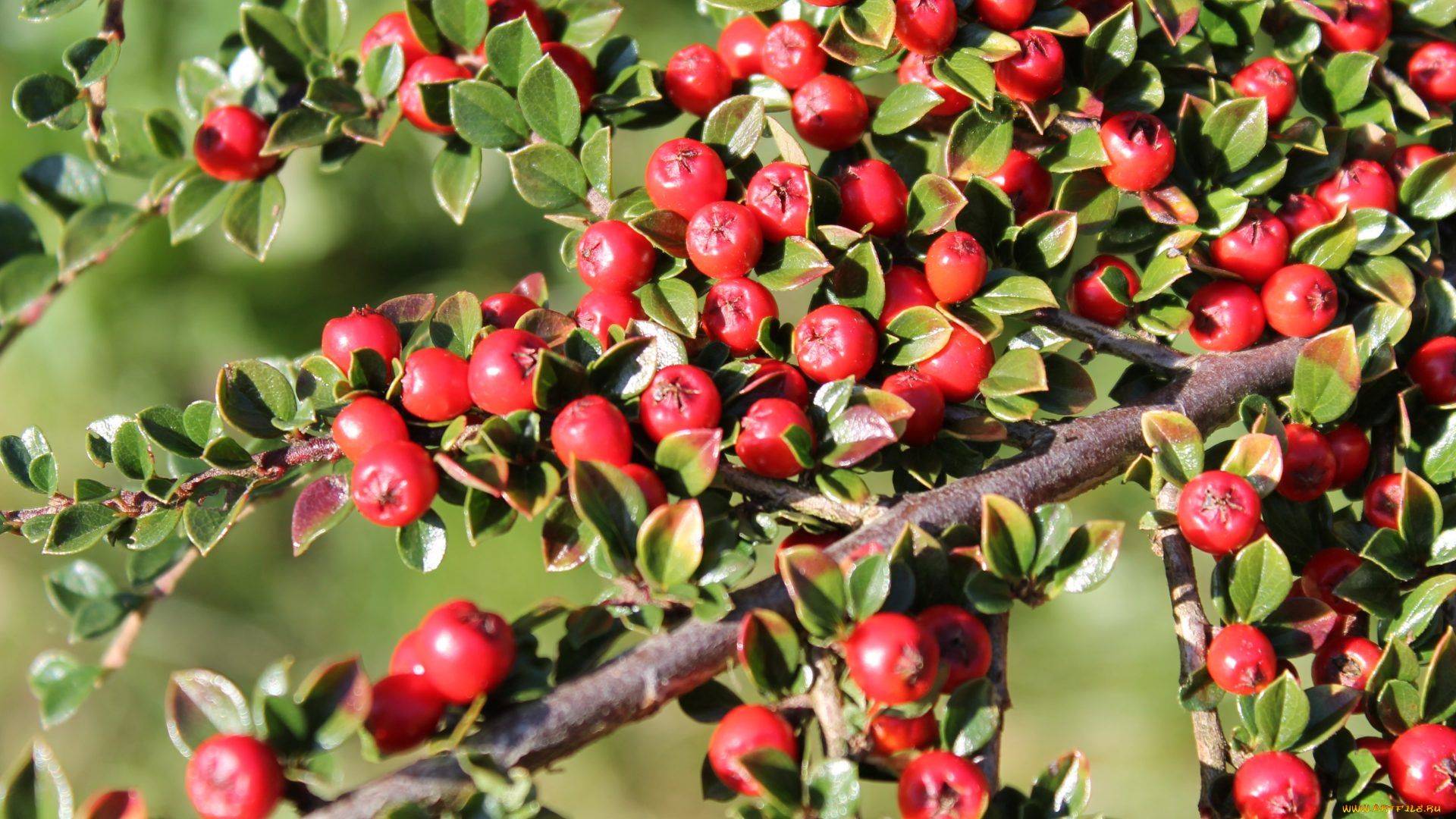 природа, Ягоды, ветки