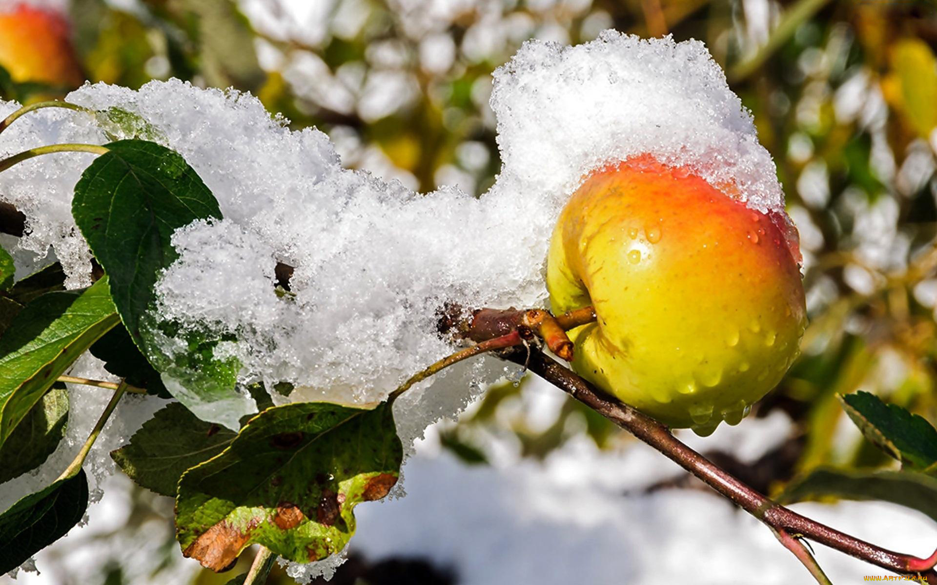 природа, плоды, яблоки