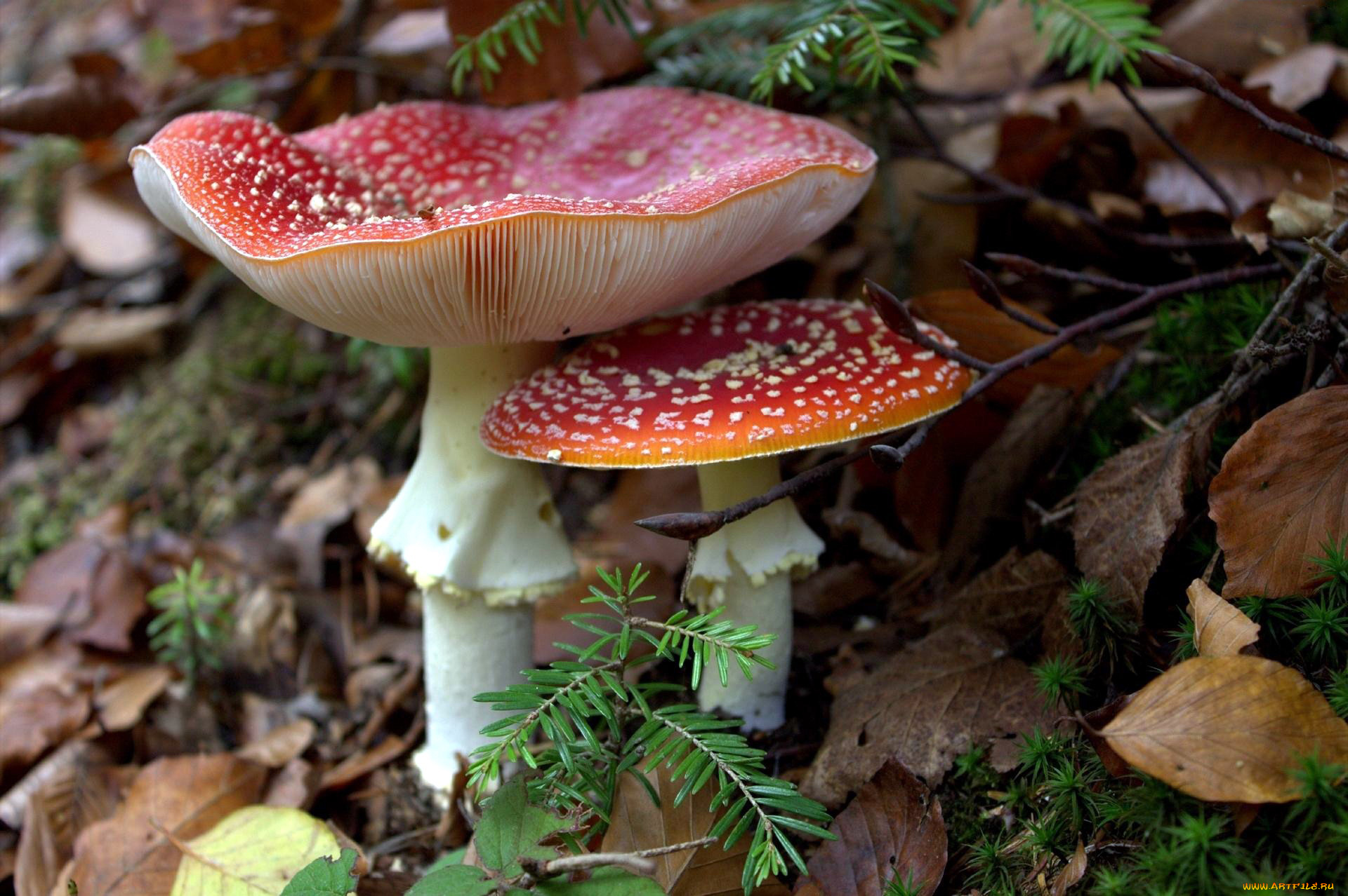 природа, грибы, , мухомор, дуэт