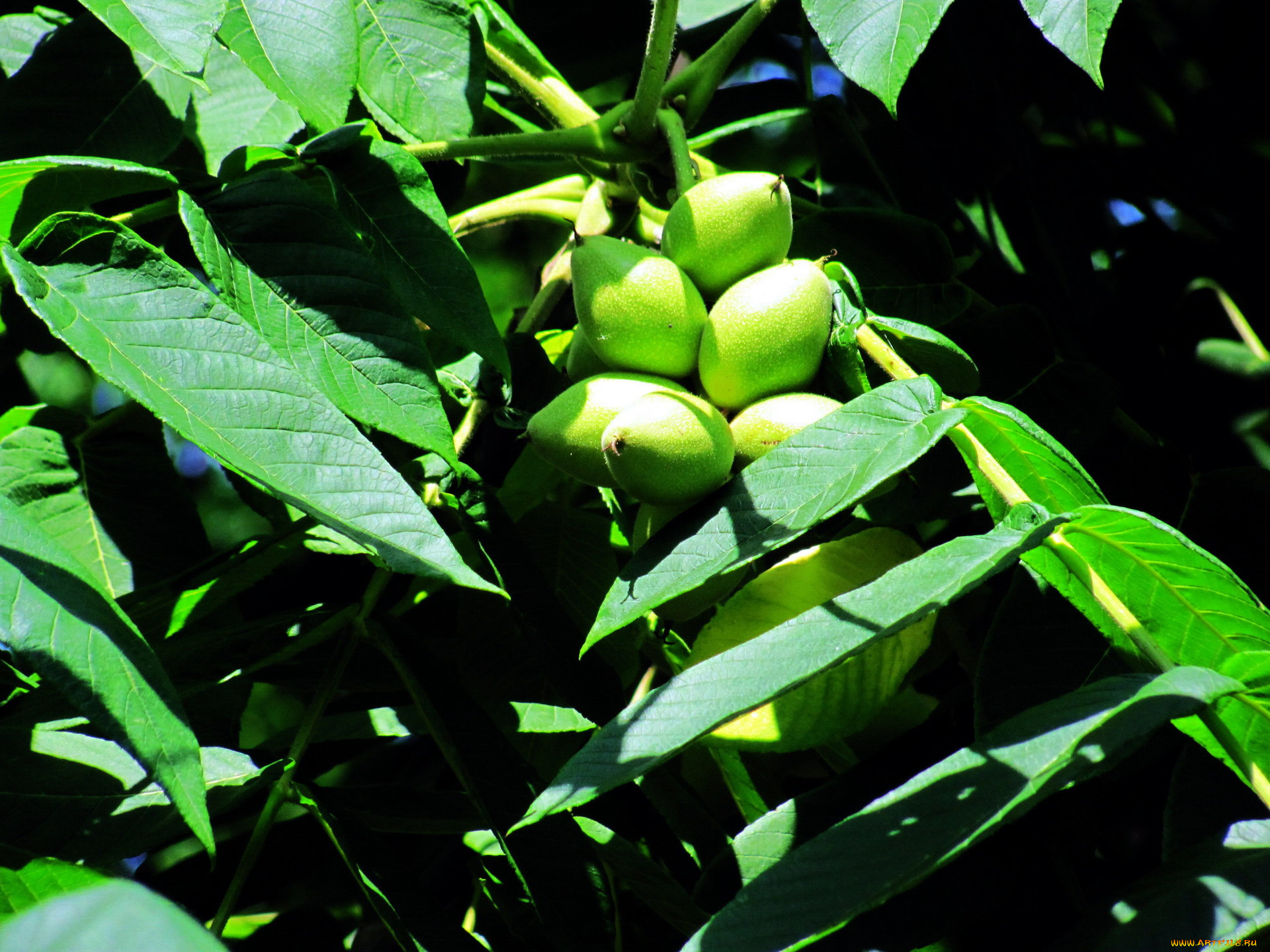 природа, плоды, орехи