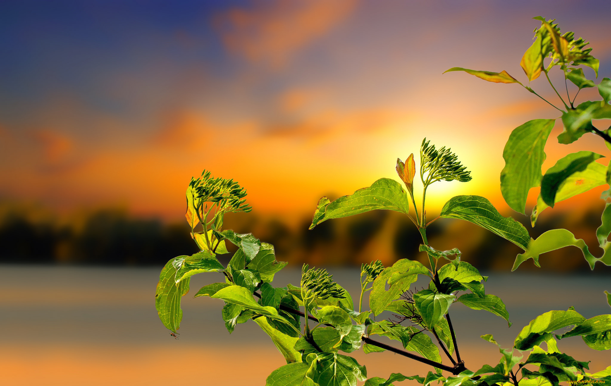 природа, листья, простор