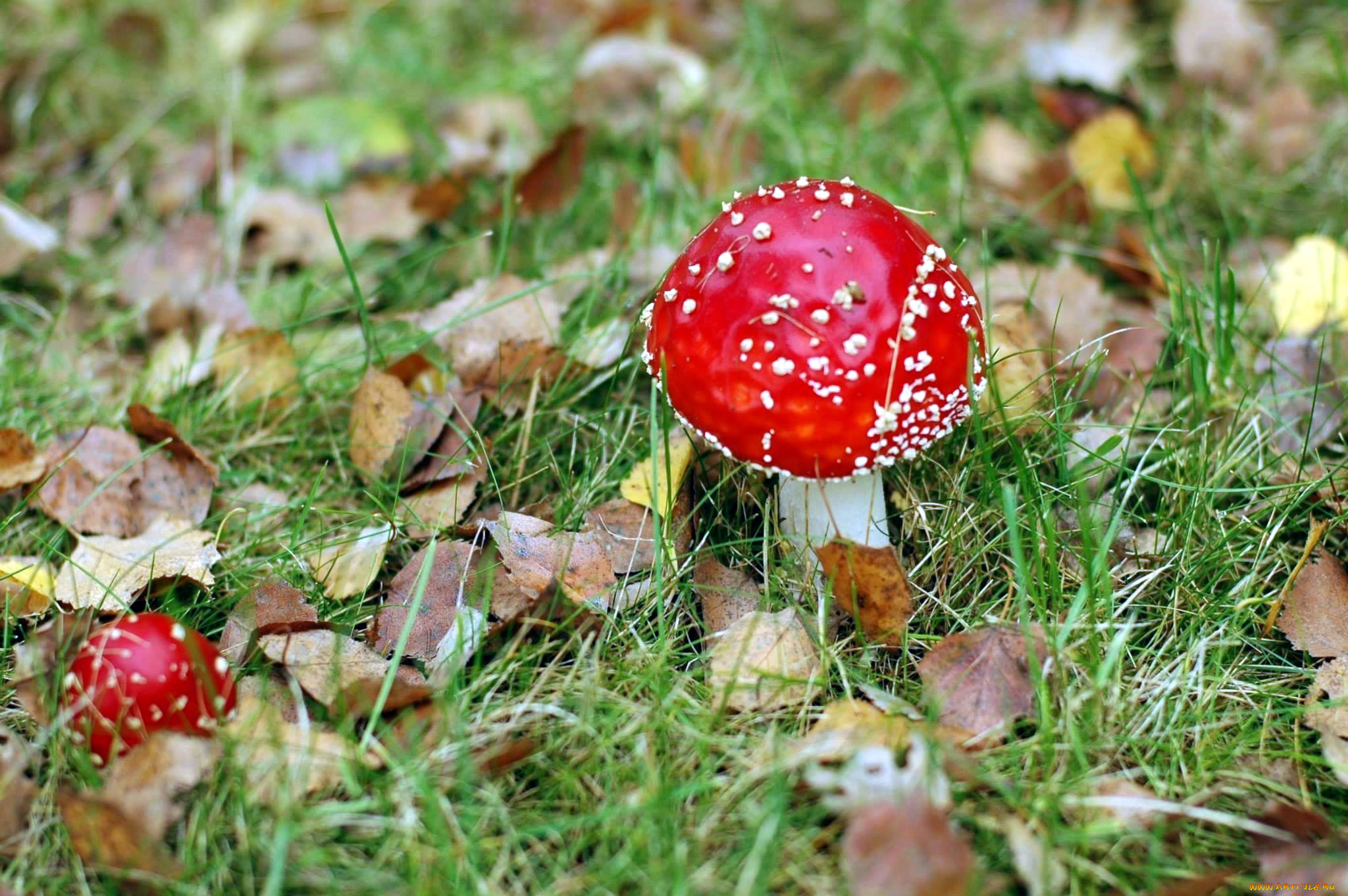 природа, грибы, , мухомор, дуэт