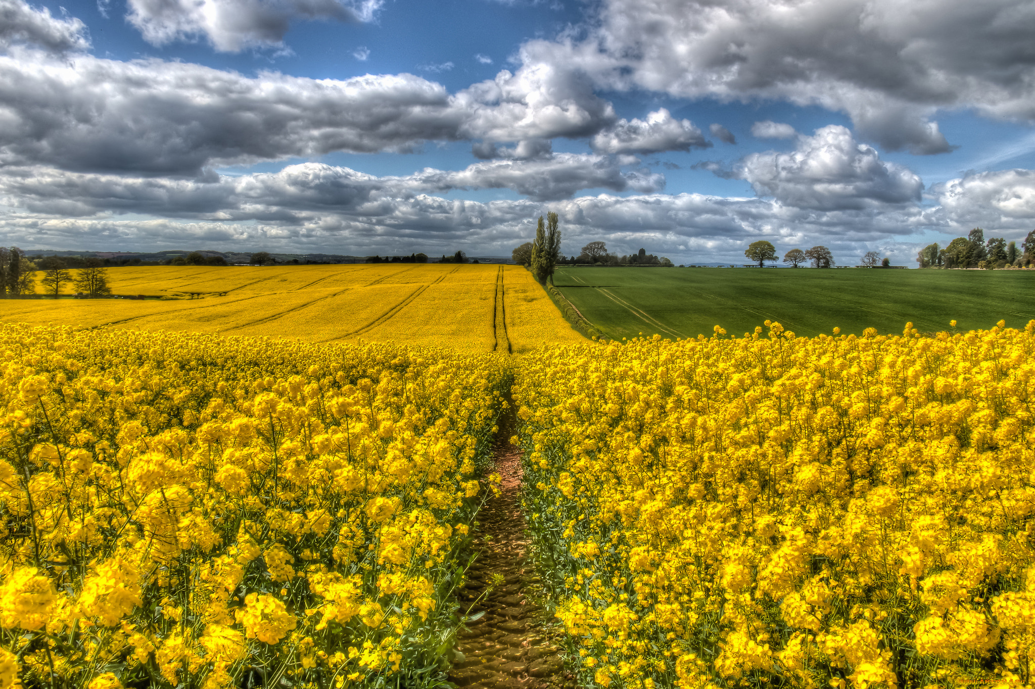 природа, поля, простор